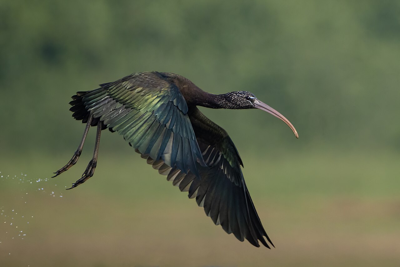 Ibises, lapwings and openbills gather at Bogura's Bhepra beel among aman fields