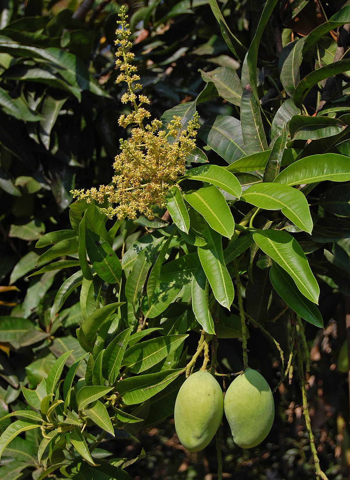 মুকুলের সঙ্গে ঝুলে থাকা আমের কচি গুটি; এই পর্যায়ে গুটি ঝরা ঠেকানো ফলন রক্ষার মূল কাজ। ছবি: W.A. Djatmiko (Wie146) / উইকিমিডিয়া কমন্স (CC BY-SA 3.0)