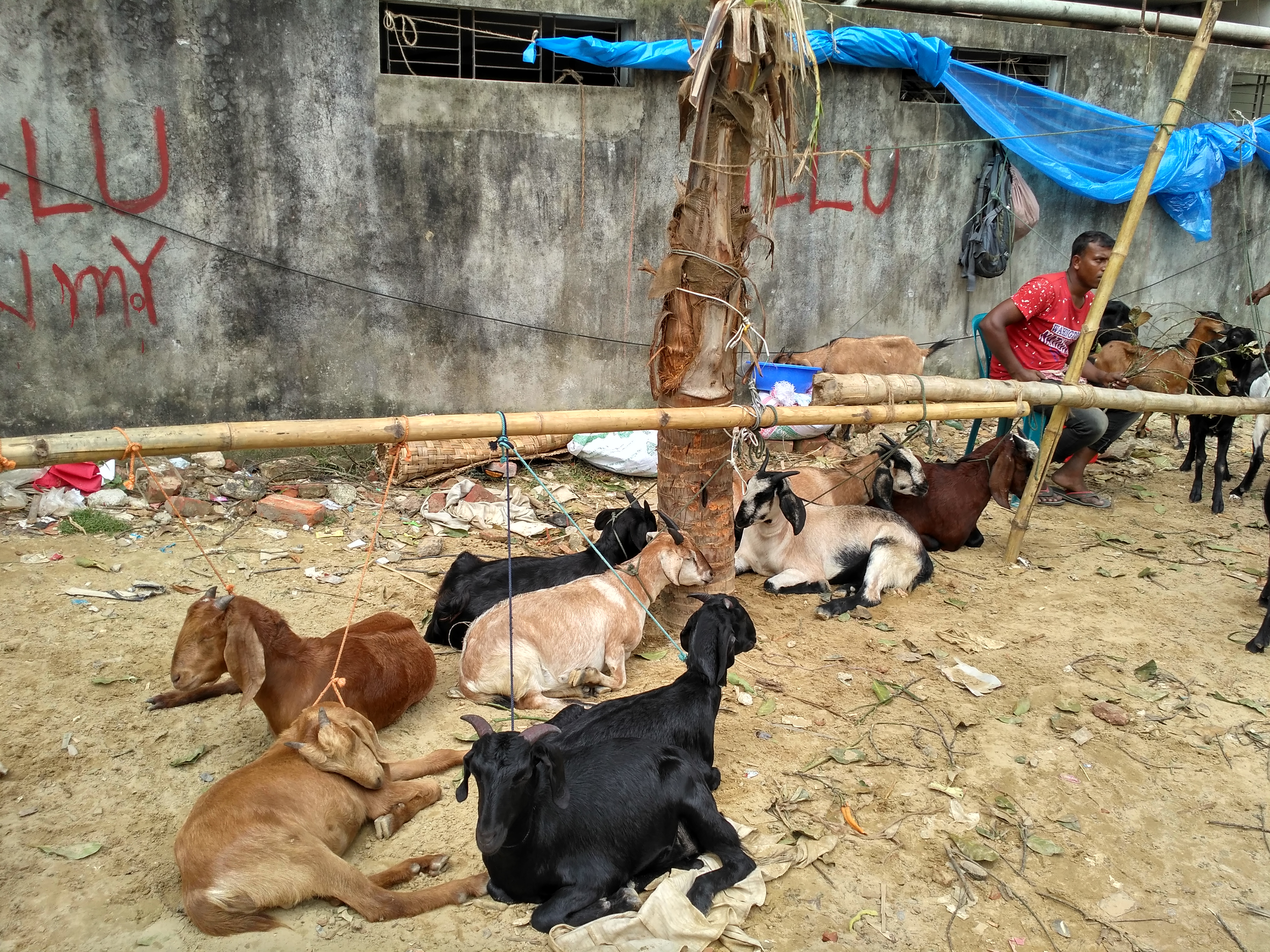 ২০১৮ সালের ঈদুল আজহার আগে ঢাকার সিদ্ধেশ্বরী স্কুল মাঠে বসা ছাগলের হাট। ছবি: Salim Khandoker / উইকিমিডিয়া কমন্স (CC BY-SA 3.0)