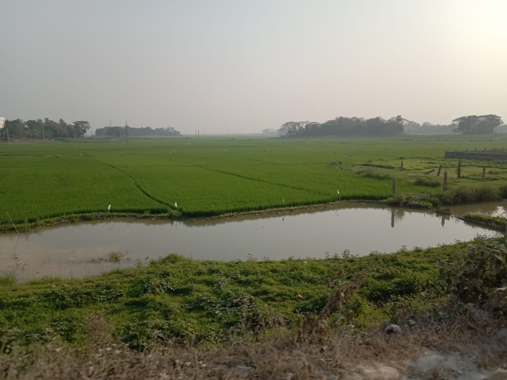 সাভারের বিরুলিয়া ইউনিয়নের একটি গ্রাম, ২০২০ সালের ডিসেম্বরে তোলা। ছবি: CAPTAIN RAJU / উইকিমিডিয়া কমন্স (CC BY-SA 4.0)