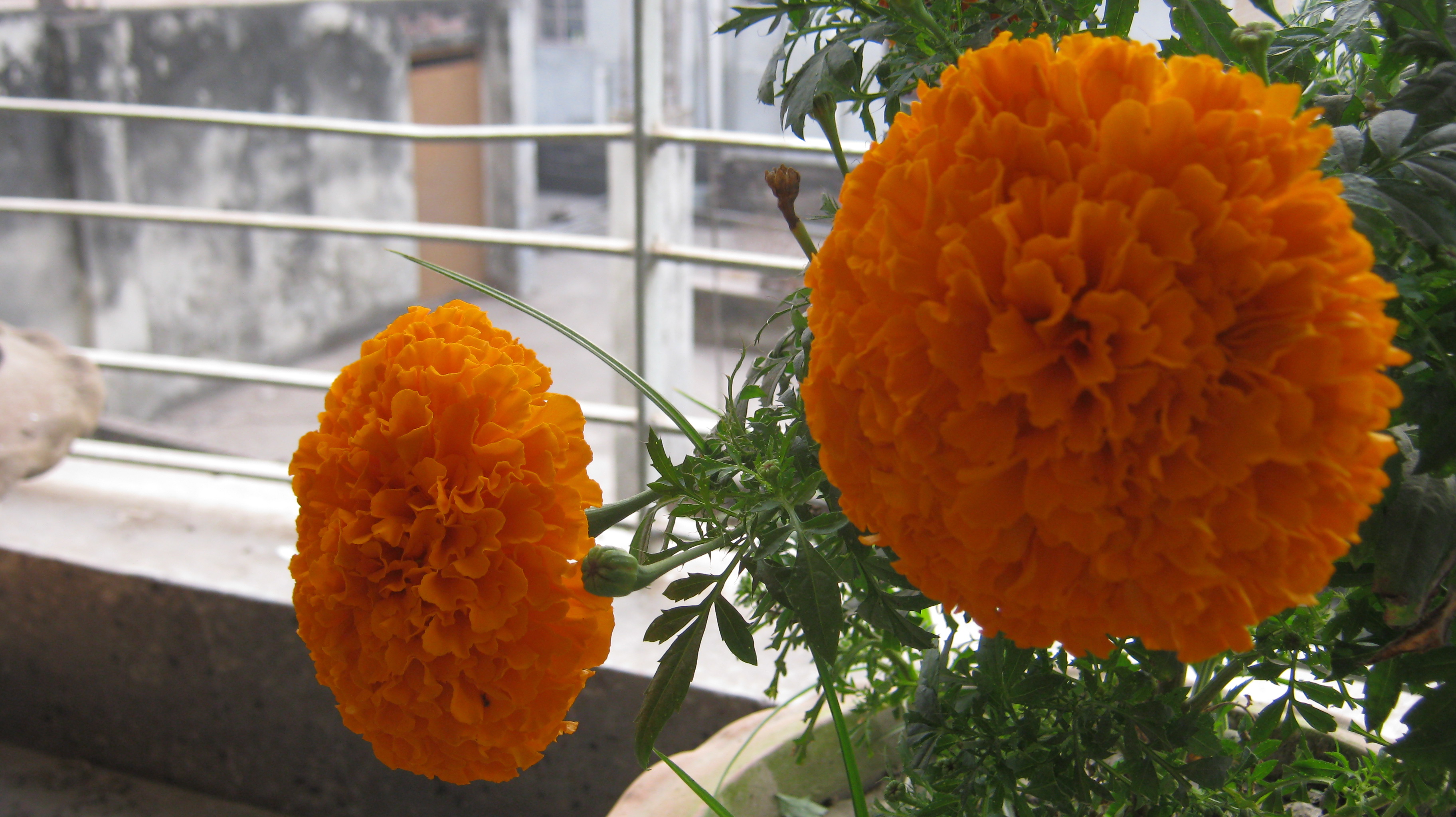 আফ্রিকান গাঁদা (Tagetes erecta) ফুল। ছবি: Rezowan / উইকিমিডিয়া কমন্স (CC BY-SA 4.0)