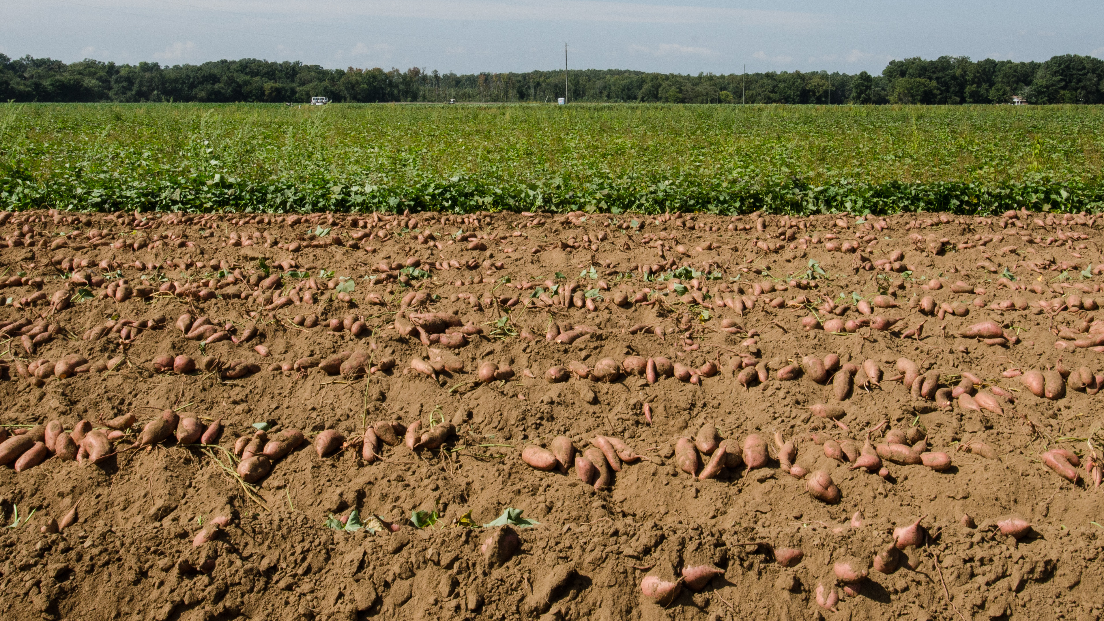 ২০১৩ সালের সেপ্টেম্বরে যুক্তরাষ্ট্রের ভার্জিনিয়ার মেকানিক্সভিলের একটি খামারে লাঙল দিয়ে মিষ্টি আলু তোলা হচ্ছে। ছবি: USDA / উইকিমিডিয়া কমন্স (পাবলিক ডোমেইন)