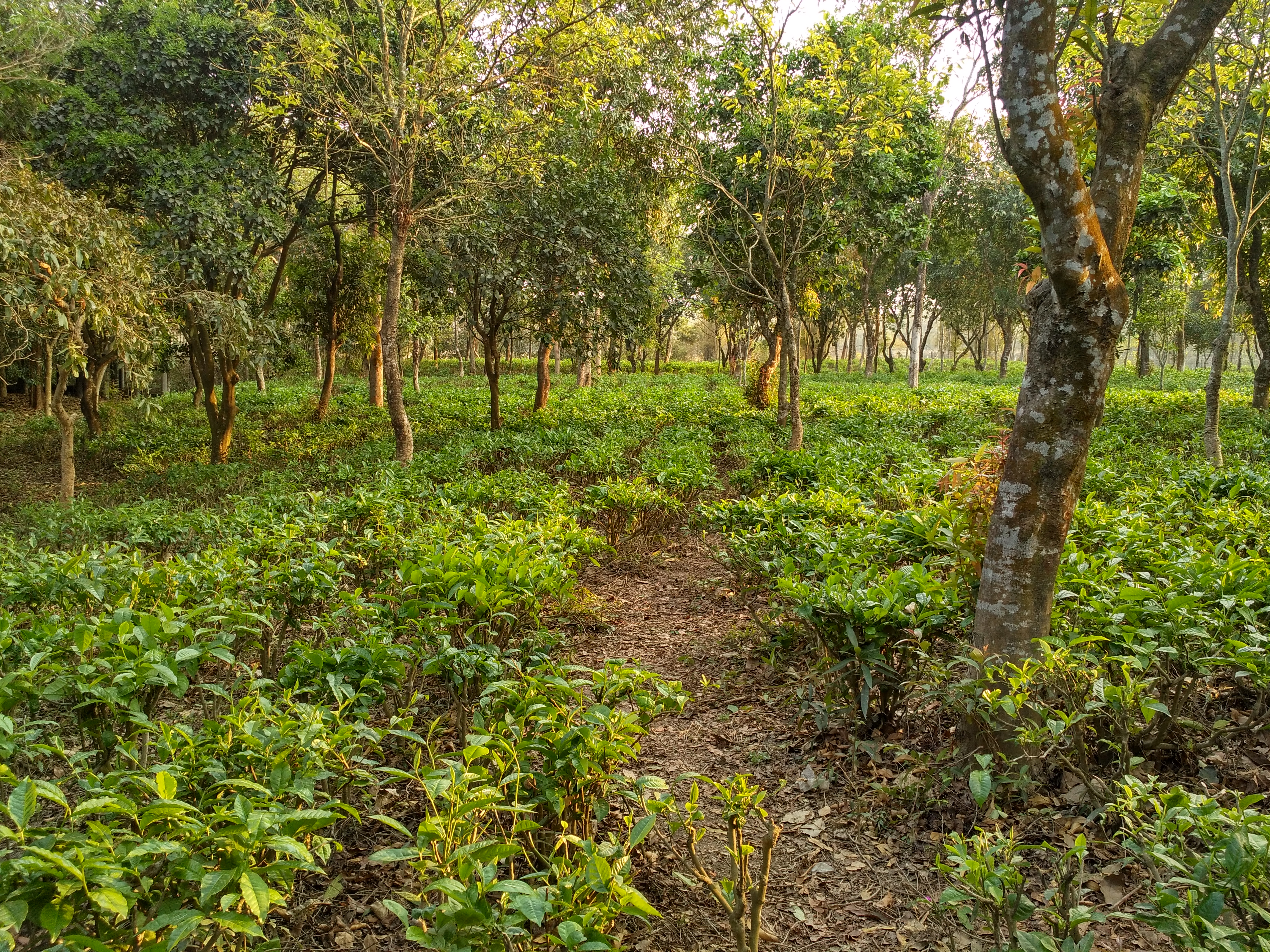 পঞ্চগড়ের তেঁতুলিয়া উপজেলার একটি চা বাগান, ২০১৯ সালের মার্চে তোলা। ছবি: Salim Khandoker / উইকিমিডিয়া কমন্স (CC BY-SA 4.0)