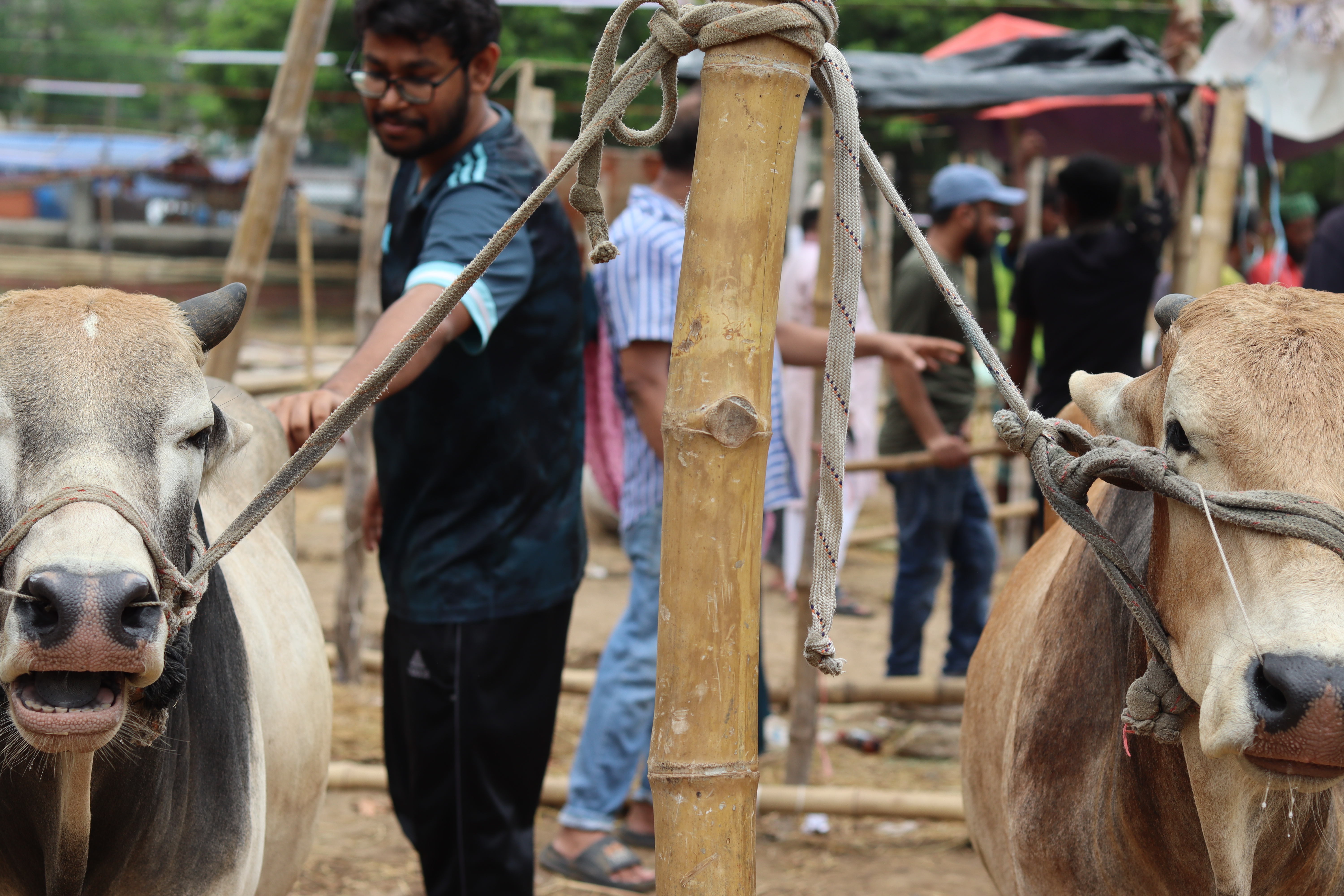 বাংলাদেশে ঈদুল আজহার আগে একটি পশুর হাট, জুন ২০২৪। ছবি: Wasiul Bahar / উইকিমিডিয়া কমন্স (CC BY-SA 4.0)