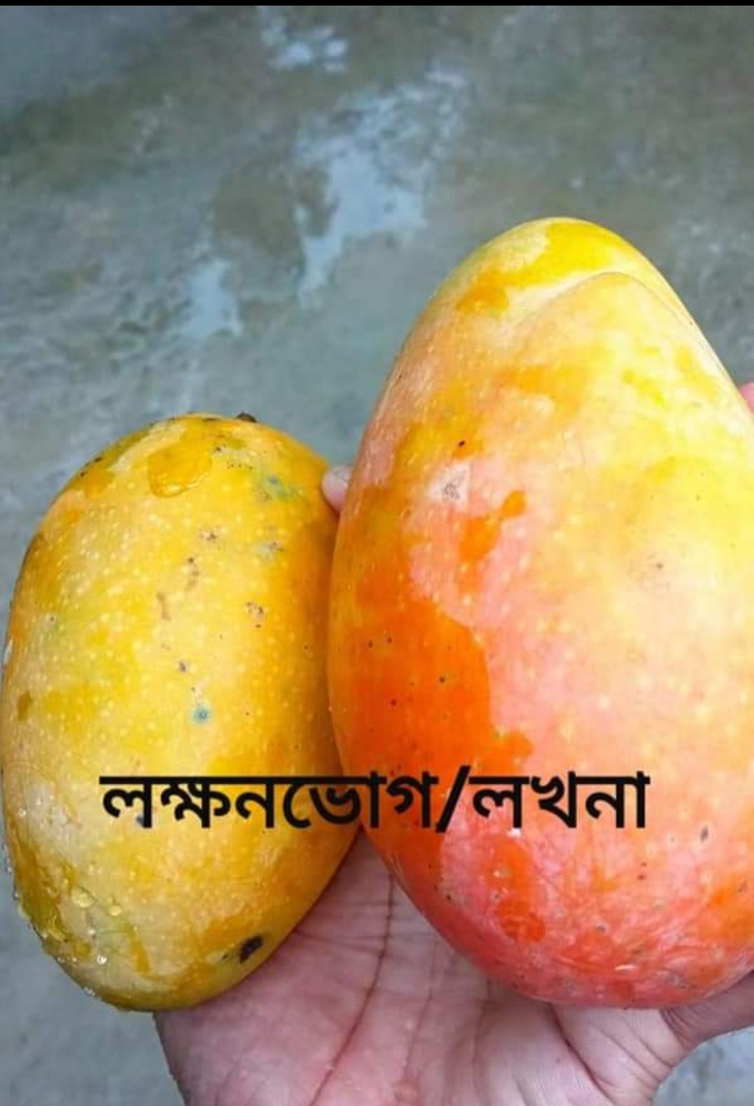 লক্ষণভোগ আম; আলিনগর ইউনিয়নের এক চাষি জানান, তাঁর বাগানের বেশির ভাগ গাছ এই জাতের। ছবি: রামিশা তাবাস্সুম / উইকিমিডিয়া কমন্স (CC BY-SA 4.0)