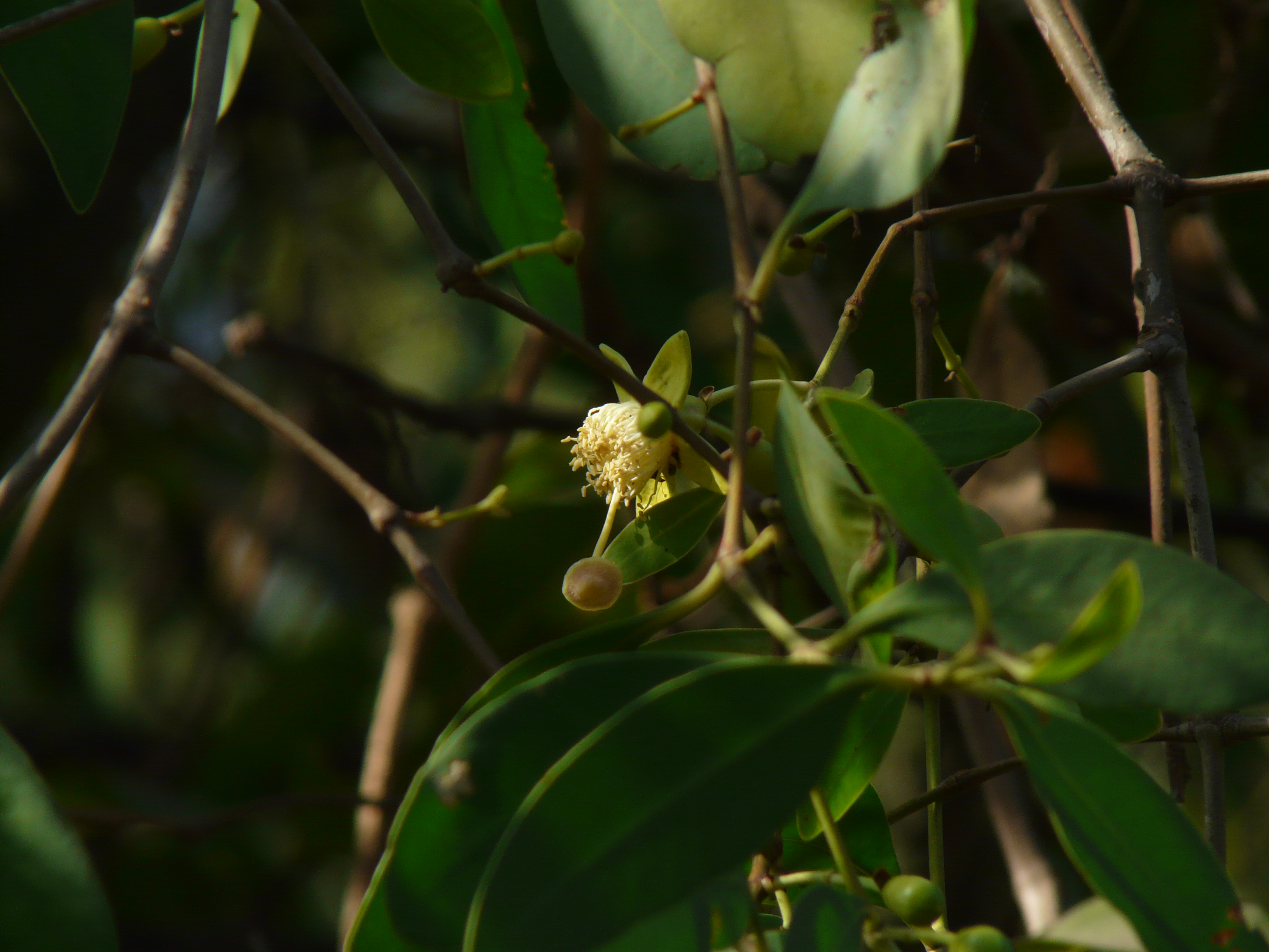 কেওড়া (Sonneratia apetala), বাংলাদেশের উপকূলীয় ম্যানগ্রোভ বাগানের প্রধান প্রজাতি; ছবির গাছটি ভারতের থানেতে তোলা। ছবি: দীনেশ ভালকে / উইকিমিডিয়া কমন্স (সিসি বাই-এসএ ২.০)
