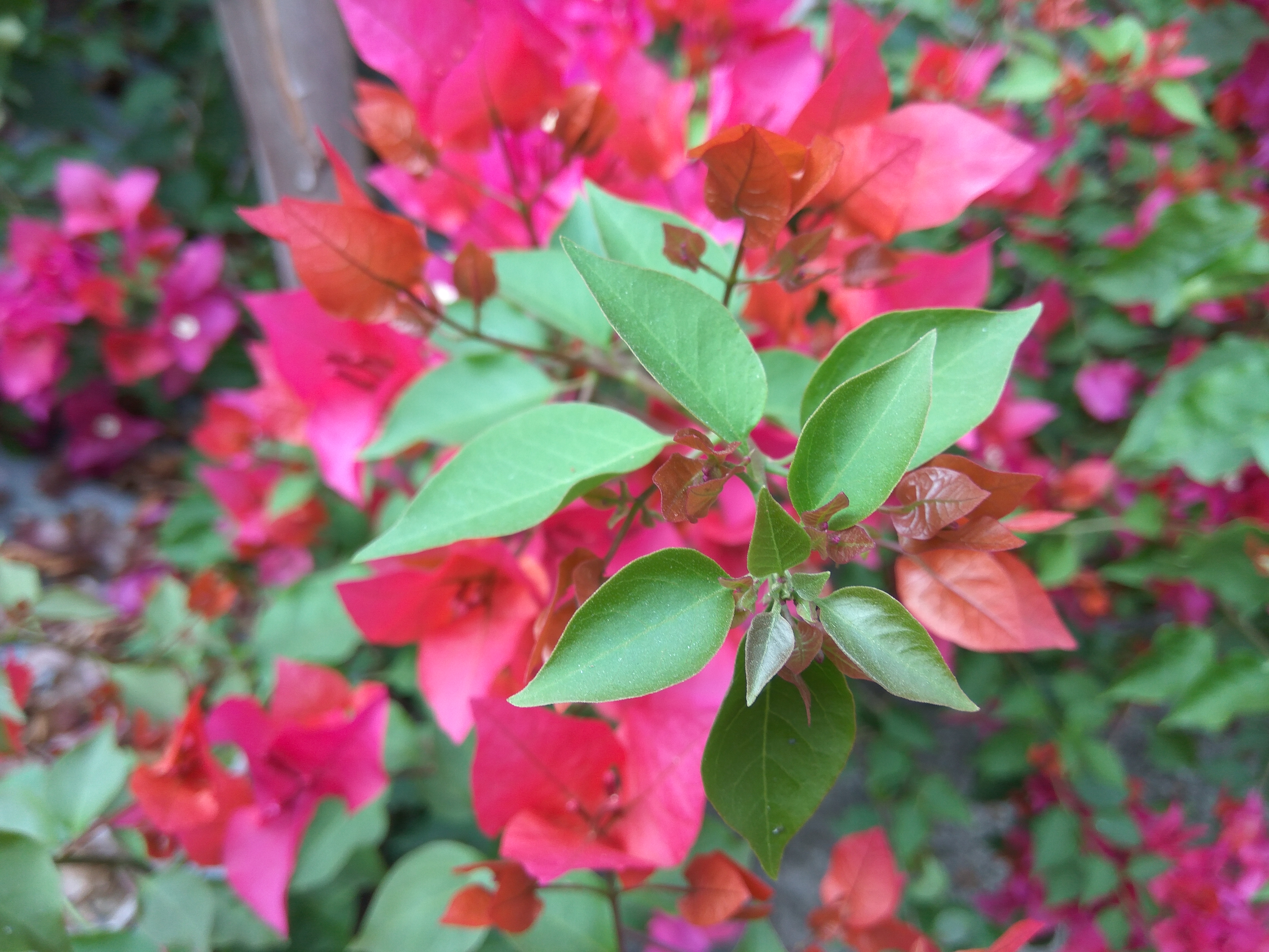 বাংলাদেশে ফুটে থাকা বাগানবিলাস (Bougainvillea glabra)। ছবি: কামরুল ইসলাম শাহীন / উইকিমিডিয়া কমন্স (CC BY-SA 4.0)
