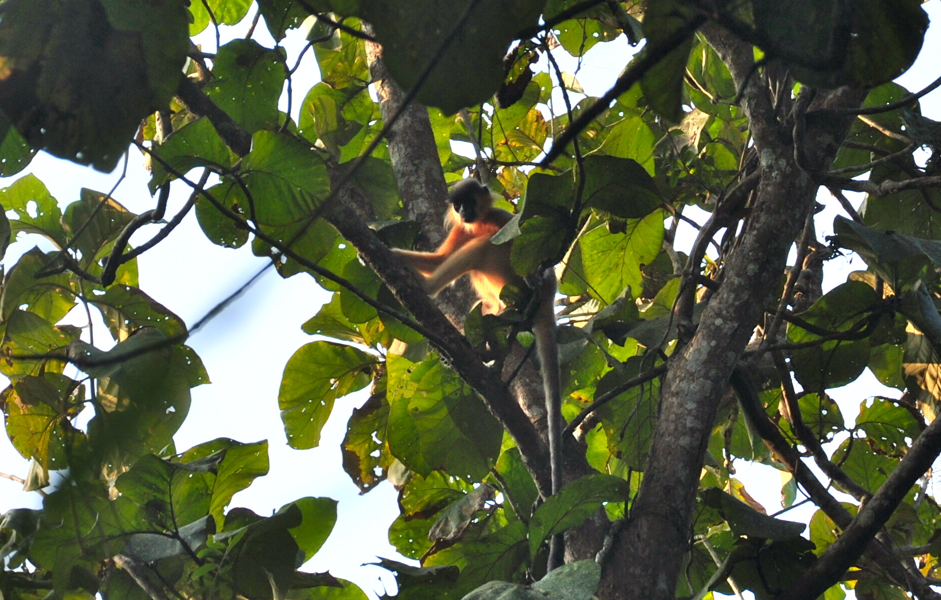 মৌলভীবাজারের লাউয়াছড়া জাতীয় উদ্যানে মুখপোড়া হনুমান। ছবি: Fabian Lambeck / উইকিমিডিয়া কমন্স (CC BY-SA 4.0)