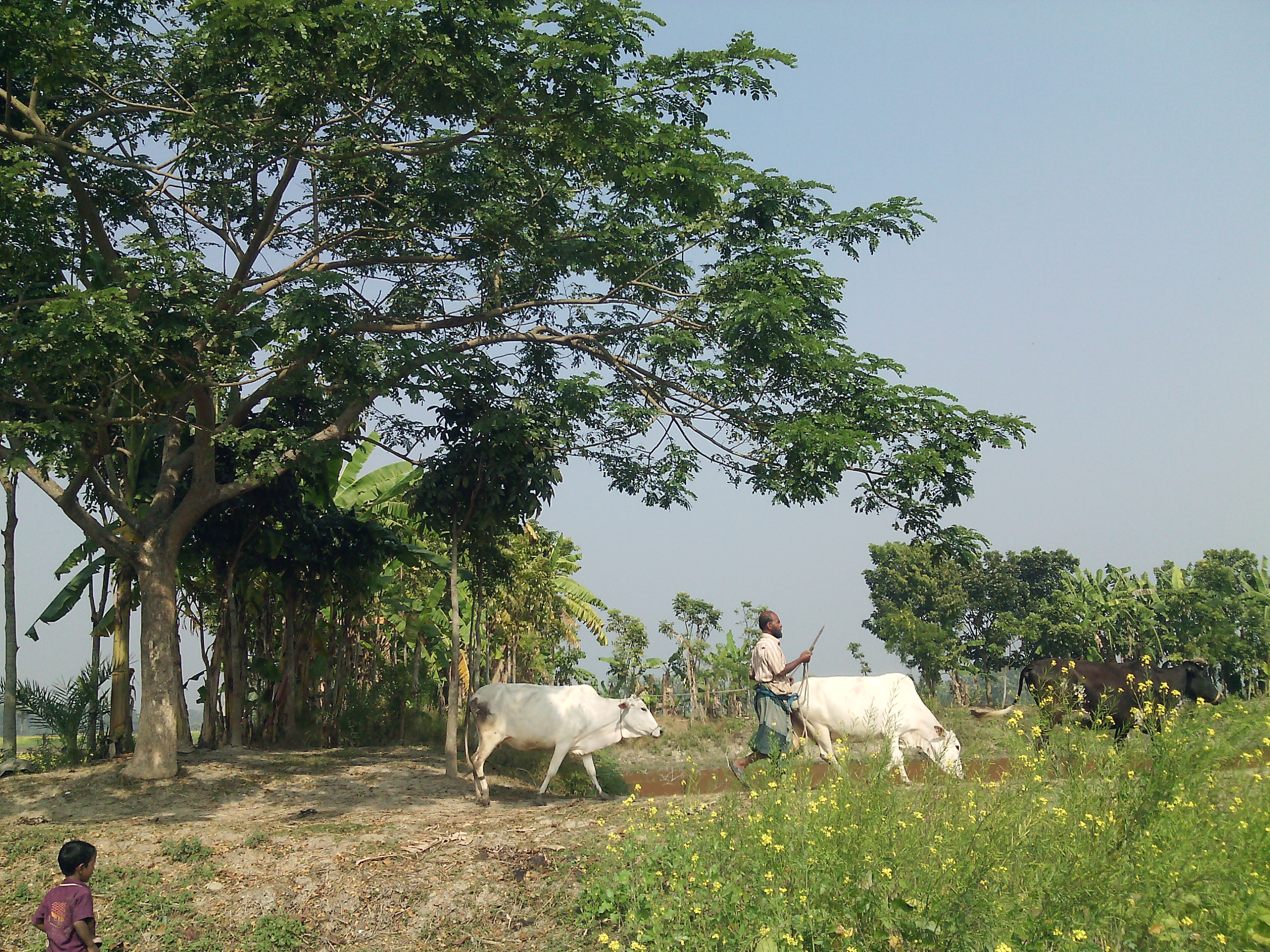 বাংলাদেশে গরুর সঙ্গে একজন কৃষক। ছবি: Belayet2014 / উইকিমিডিয়া কমন্স (সিসি বাই-এসএ ৩.০)