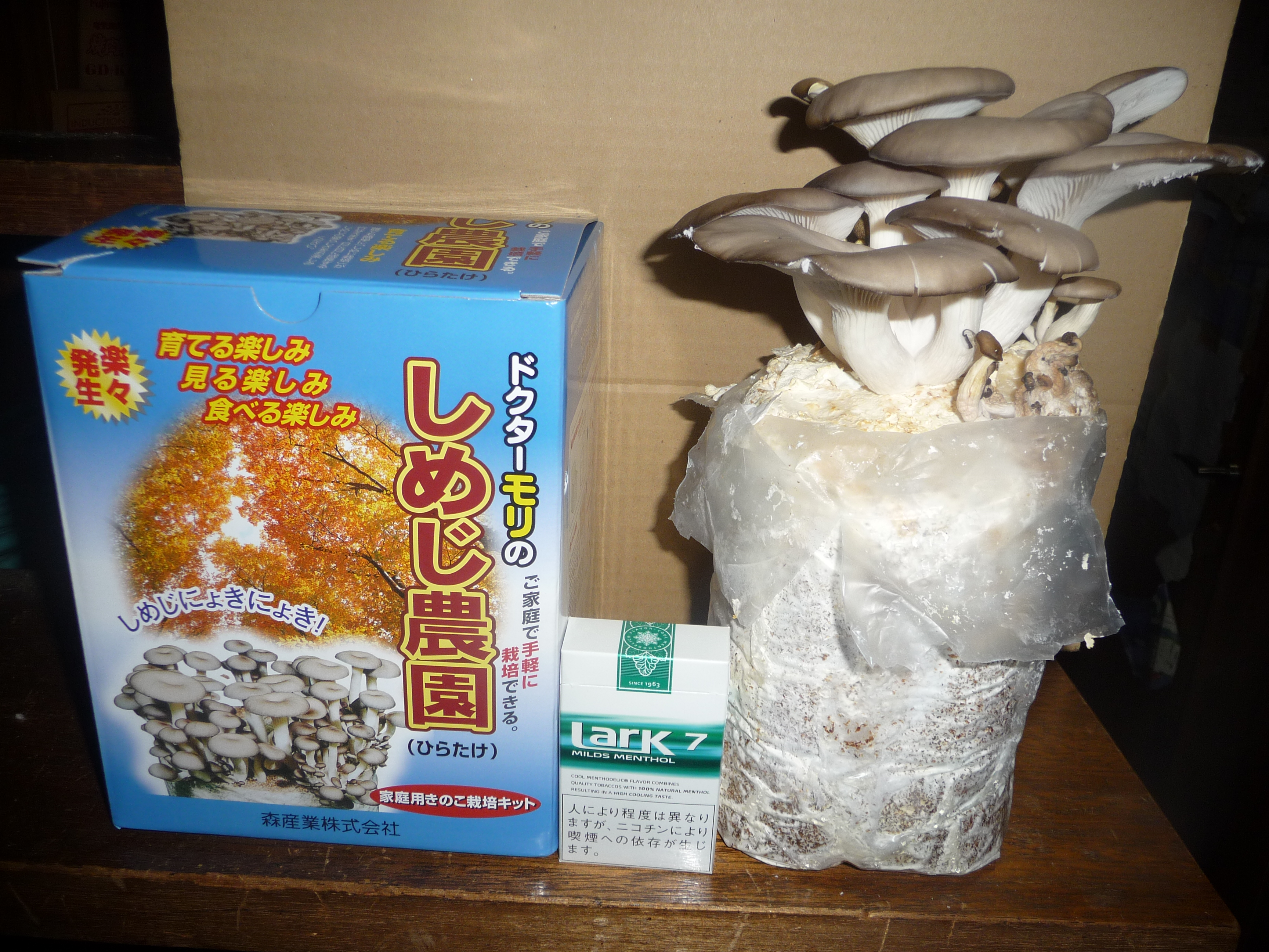 ঘরে চাষের কিট থেকে গজানো ঝিনুক মাশরুম (Pleurotus pulmonarius)। ছবি: Chatama / উইকিমিডিয়া কমন্স (পাবলিক ডোমেইন)