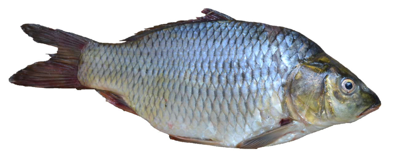 Sarputi, the olive barb (Puntius sarana). Photo: Viswaprabha / Wikimedia Commons (CC BY-SA 3.0)