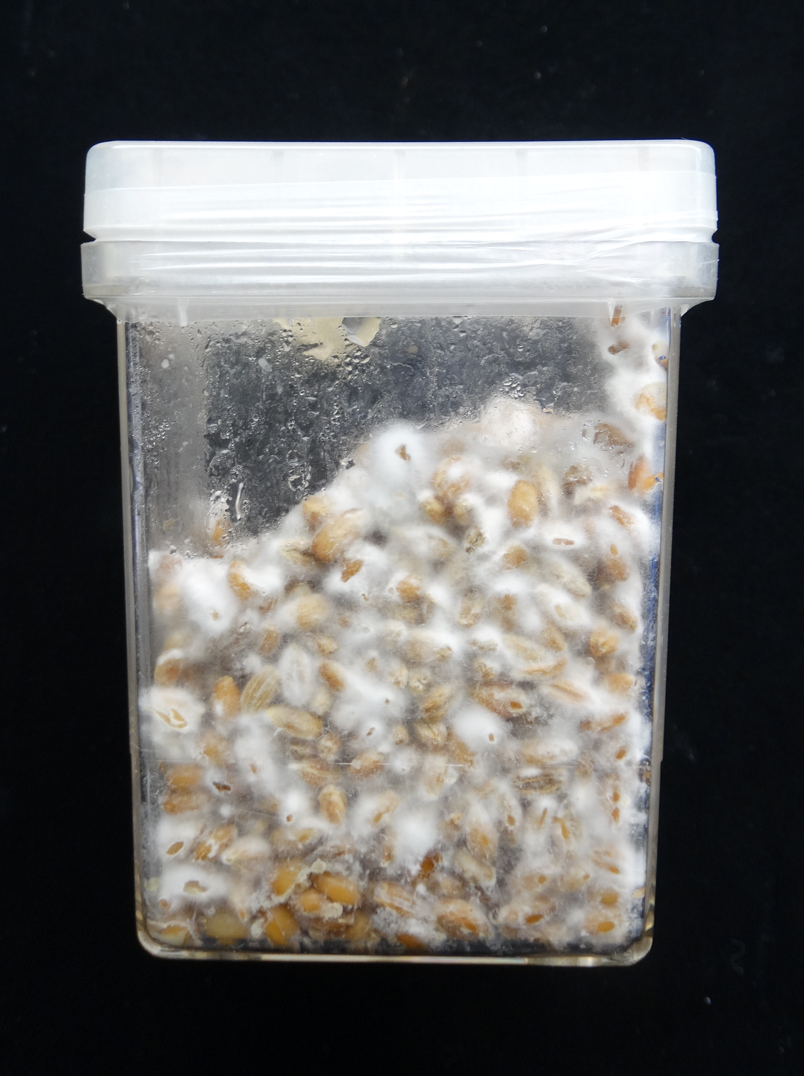 পরীক্ষাগারে জন্মানো Fusarium oxysporum f. sp. cubense রেস ১, পানামা রোগের জন্য দায়ী ছত্রাক; প্রাসঙ্গিক ছবি। ছবি: Scot Nelson / উইকিমিডিয়া কমন্স (CC0)