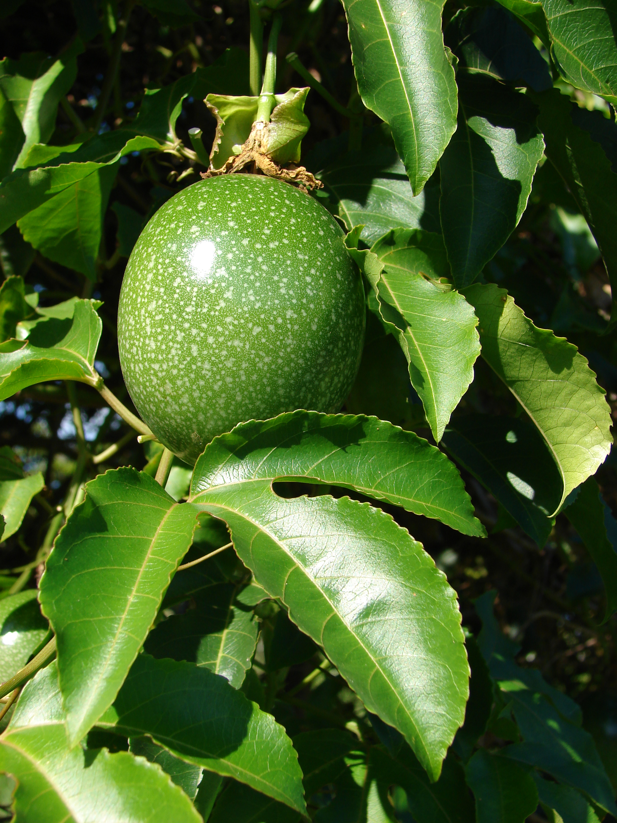 লতায় পাতাসহ প্যাশন ফল (Passiflora edulis), ছবিটি যুক্তরাষ্ট্রের হাওয়াইয়ের মাউই দ্বীপে তোলা। ছবি: Forest and Kim Starr / উইকিমিডিয়া কমন্স (CC BY 3.0)