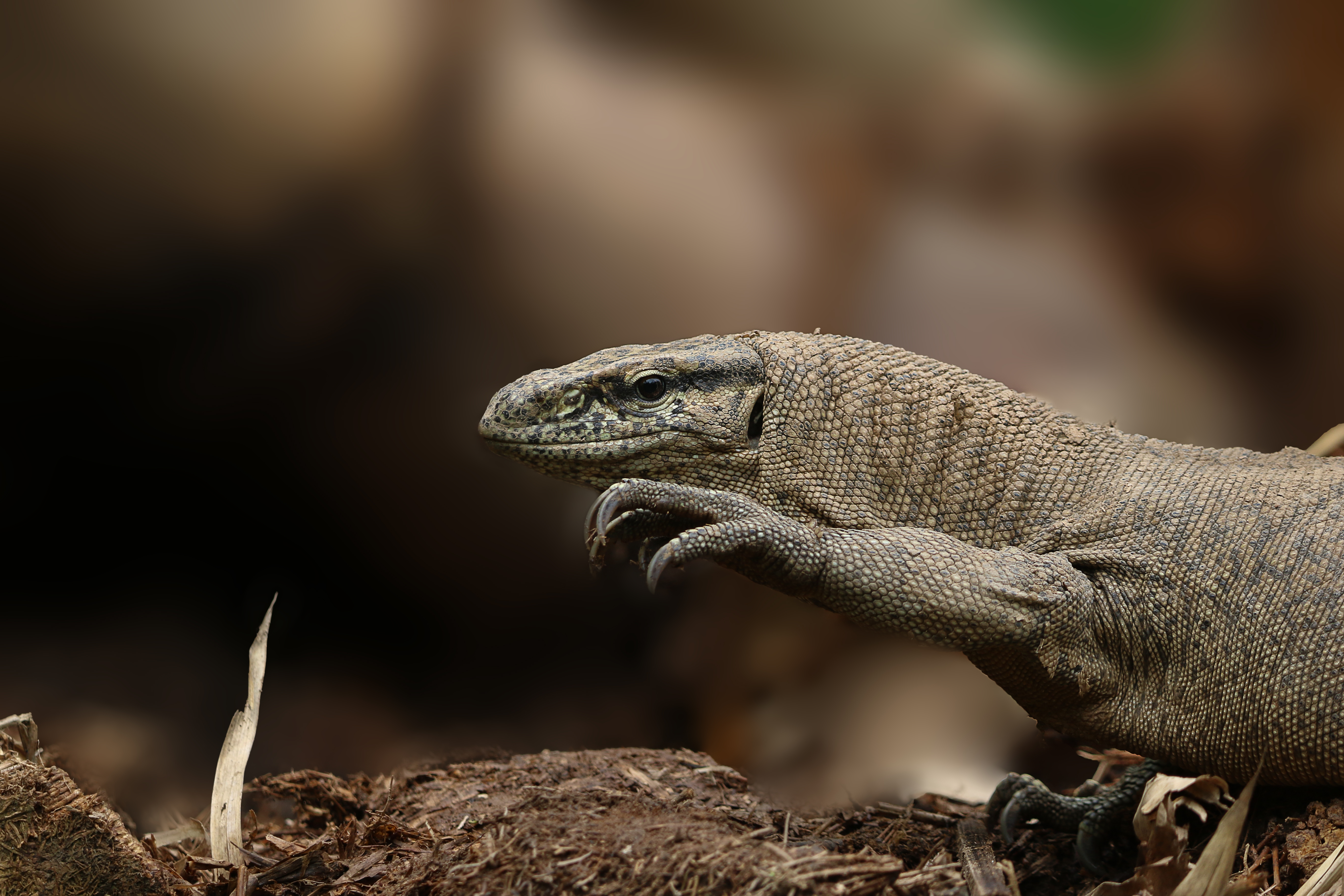 ঢাকায় তোলা একটি গুইসাপ বা বেঙ্গল মনিটর (Varanus bengalensis), বাংলাদেশের তিন প্রজাতির মধ্যে যেটি সবচেয়ে বিস্তৃত। ছবি: Md shahanshah bappy / উইকিমিডিয়া কমন্স (CC BY-SA 4.0)