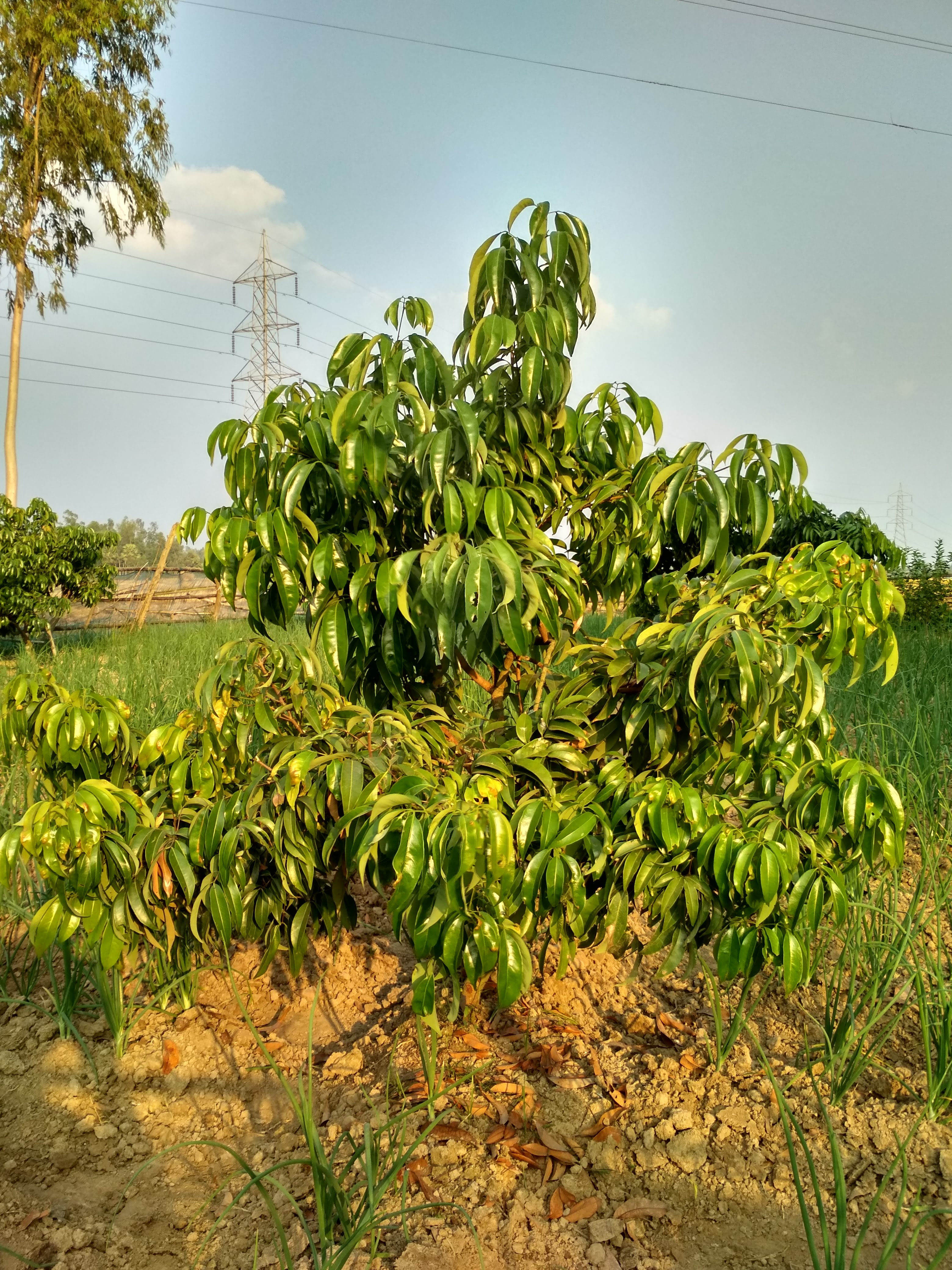 বাংলাদেশের একটি লিচু গাছ। ছবি: RockyMasum / উইকিমিডিয়া কমন্স (CC BY-SA 4.0)
