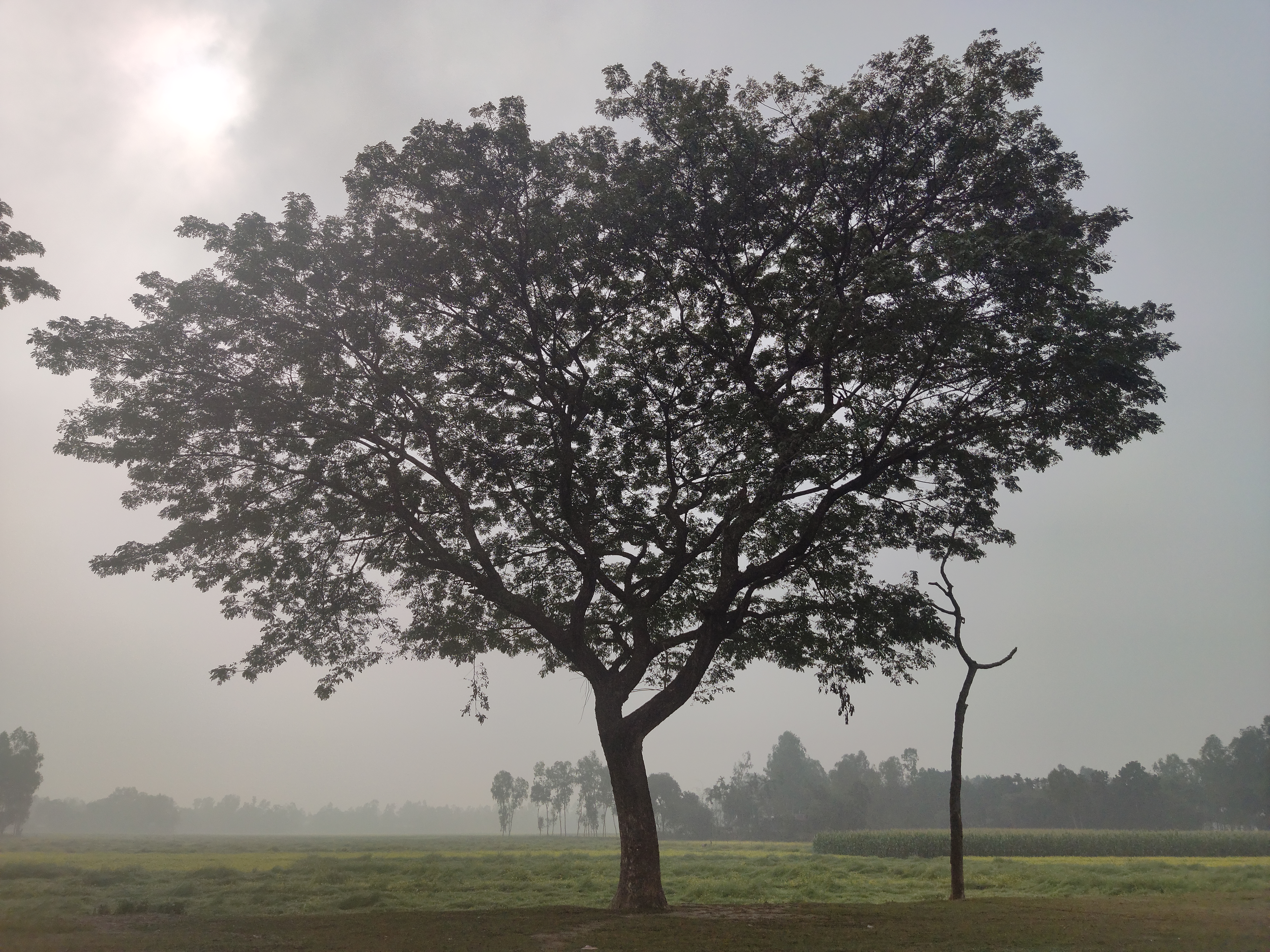 কুয়াশা ঢাকা প্রকৃতিতে রেইনট্রি, কুড়িগ্রাম (২০২২)। ছবি: Tanvir Rahat / উইকিমিডিয়া কমন্স (CC BY-SA 4.0)