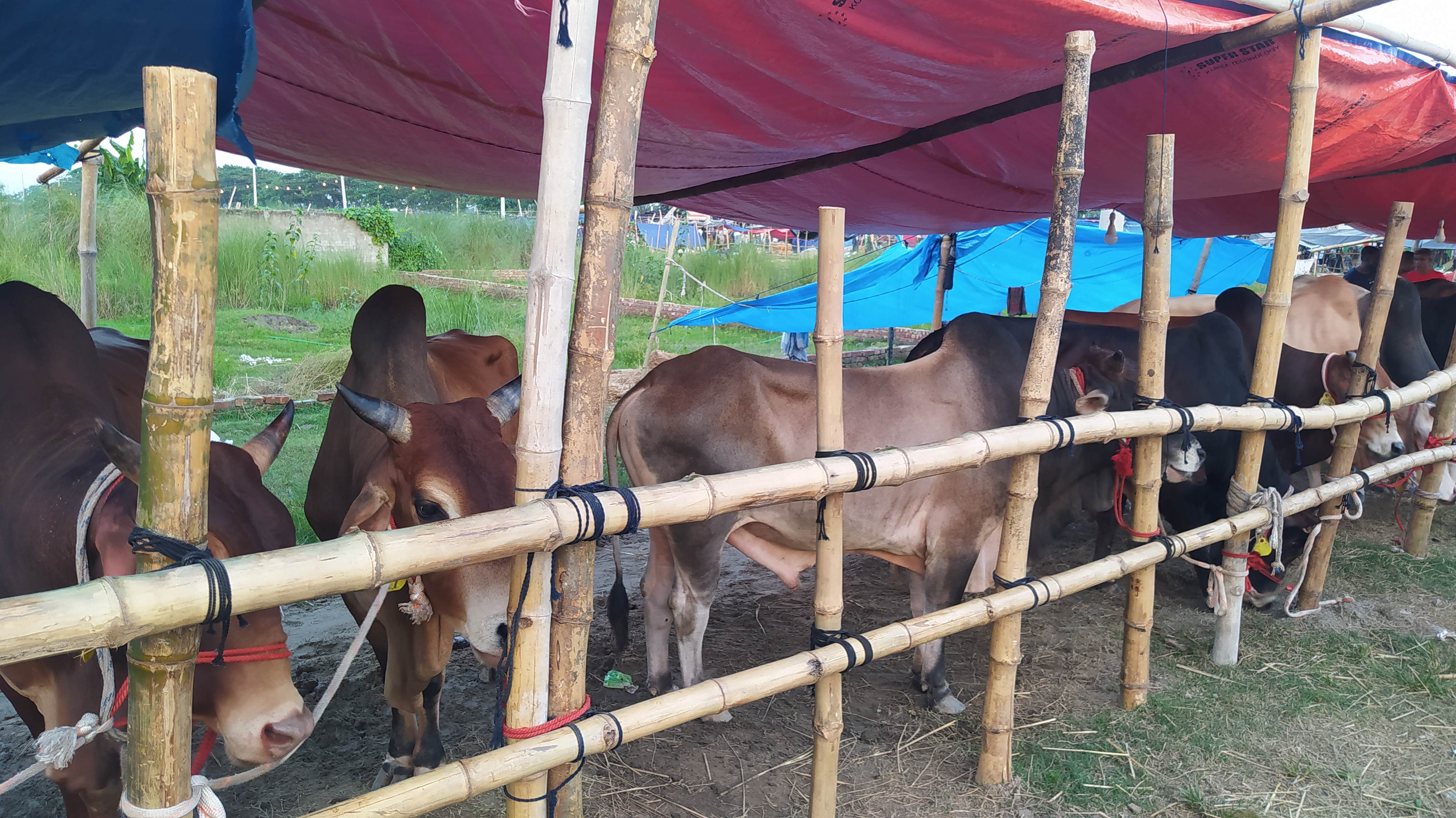 ঢাকার বাড্ডার আফতাবনগরে কোরবানির পশুর হাট, ২০২২। ছবি: Md. Ekram Hossain Bhuiyan / উইকিমিডিয়া কমন্স (CC BY-SA 4.0)