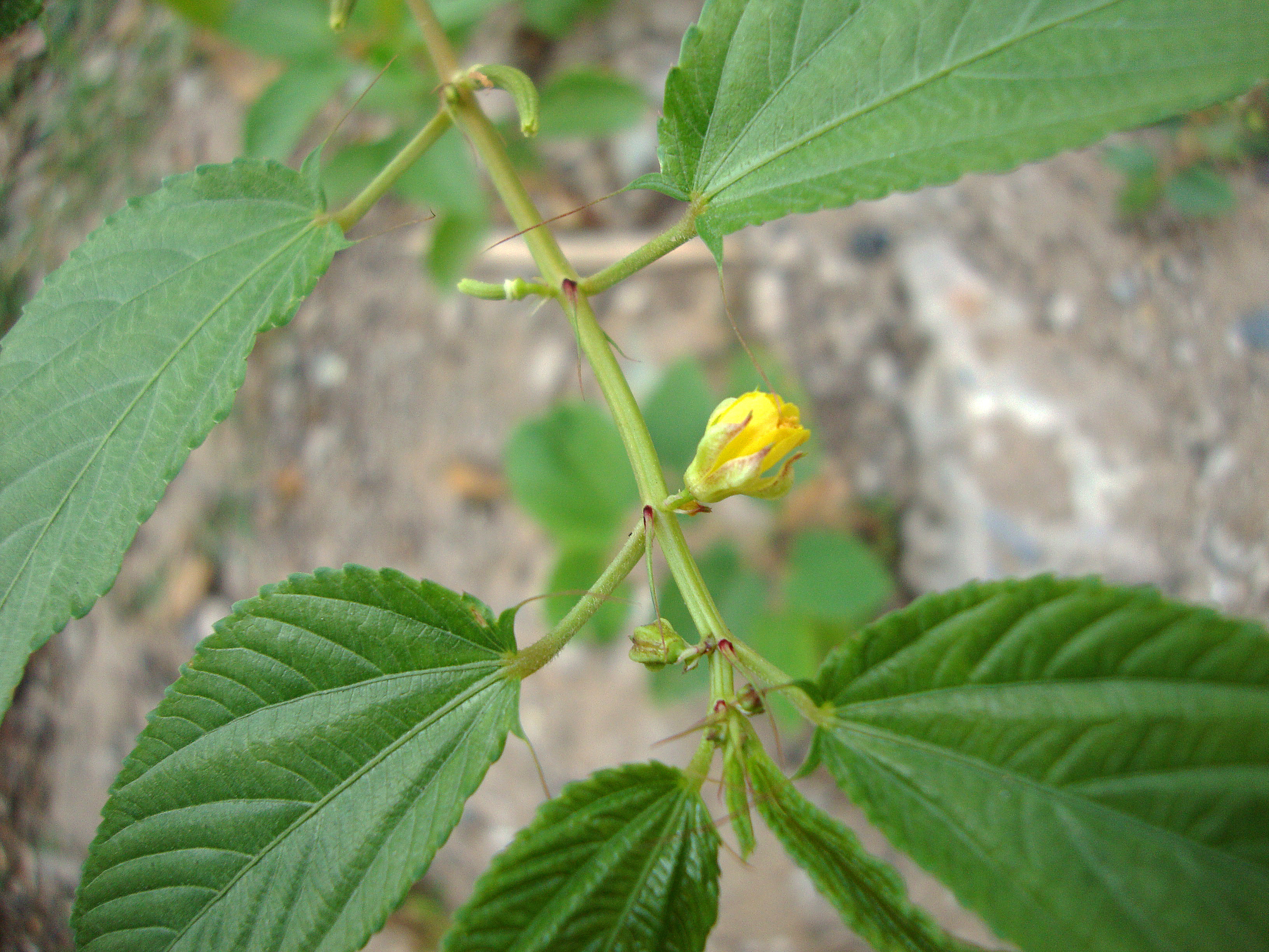 তোষা পাটের (Corchorus olitorius) গাছ, উদ্ভিদ পরিচিতির ছবি; বাংলাদেশের বাইরে তোলা। ছবি: Prenn / উইকিমিডিয়া কমন্স (CC BY-SA 3.0)