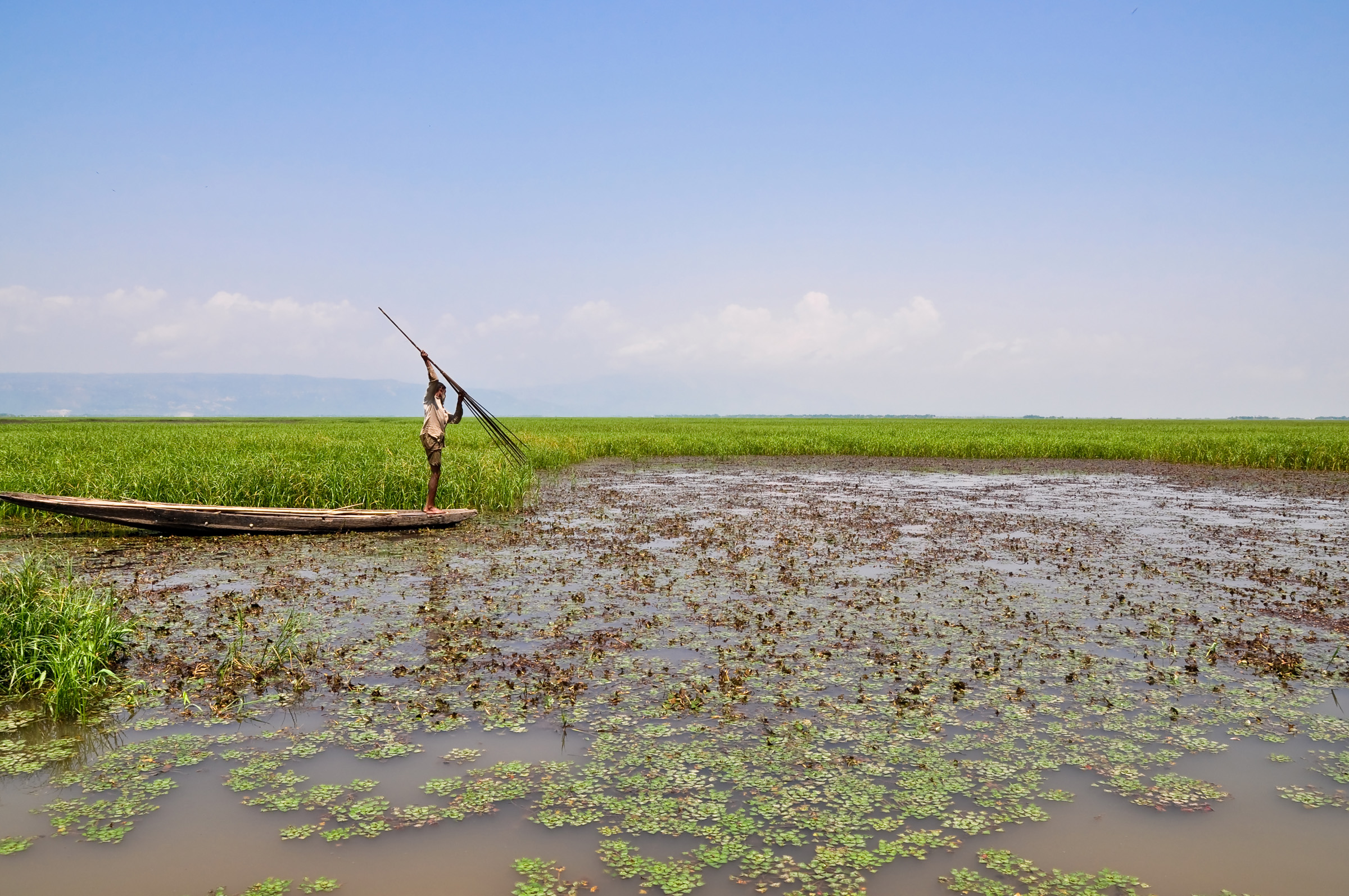 সুনামগঞ্জের একটি হাওরে বর্শা (জুতি) দিয়ে মাছ ধরা, ২০১১ সালের এপ্রিলে তোলা; মাছ ধরার বর্শার প্রতীকী ছবি। ছবি: Balaram Mahalder / উইকিমিডিয়া কমন্স (CC BY-SA 3.0)