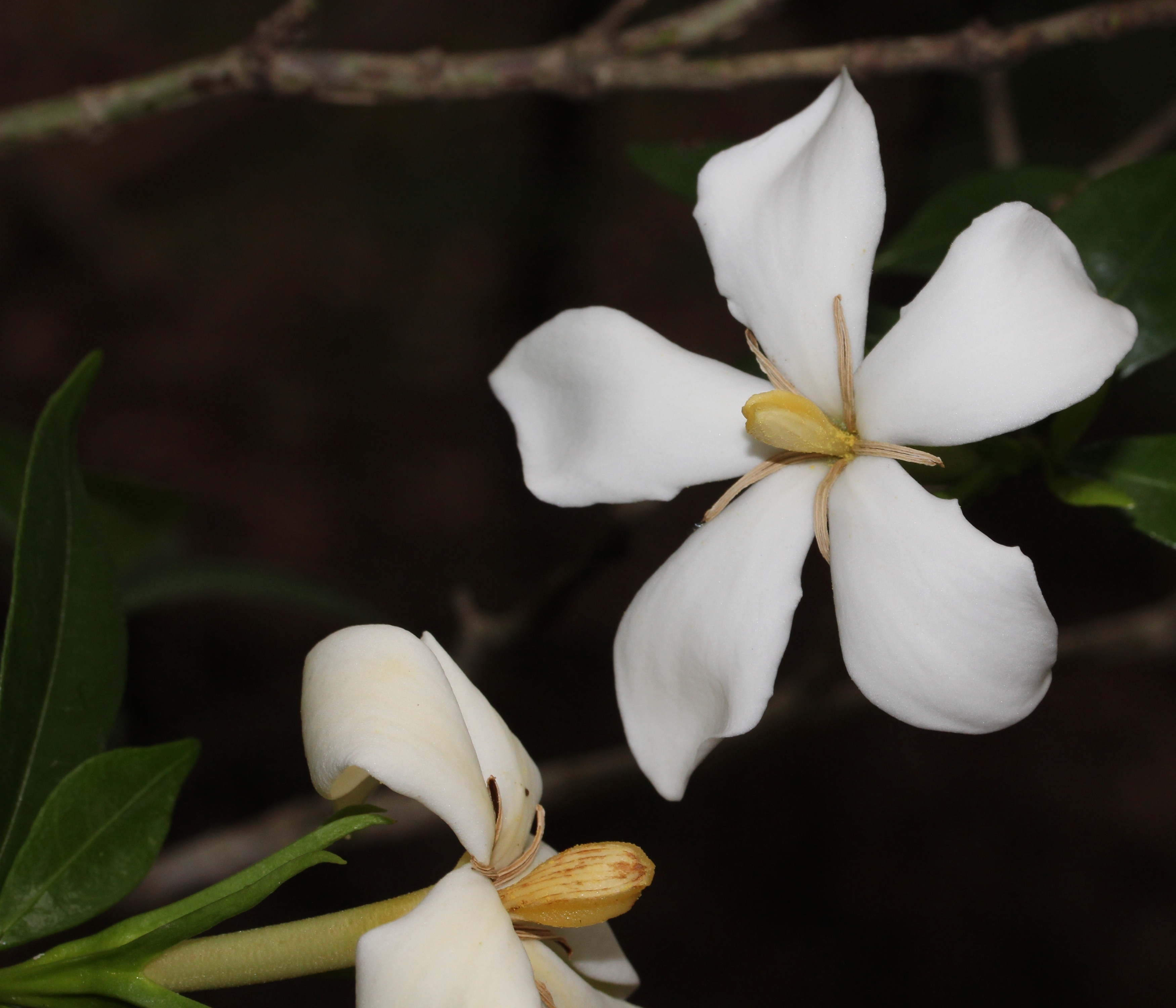 ফুটে থাকা গন্ধরাজ (Gardenia jasminoides)। ছবি: Alpsdake / উইকিমিডিয়া কমন্স (CC BY-SA 3.0)