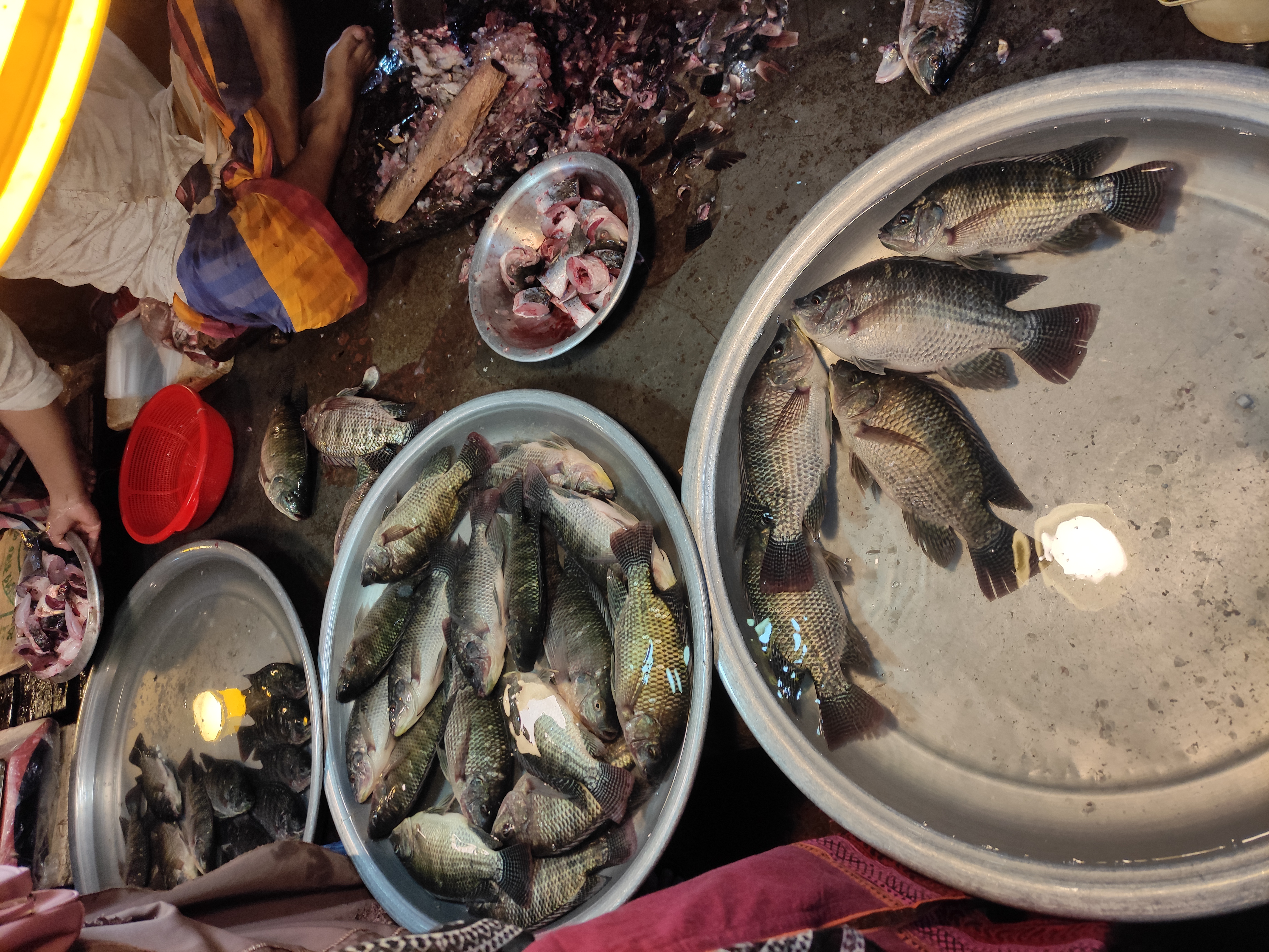 বাংলাদেশের একটি সাধারণ বাজারে বিক্রির জন্য রাখা তেলাপিয়া মাছ। ছবি: Sm faysal / উইকিমিডিয়া কমন্স (CC BY-SA 4.0)