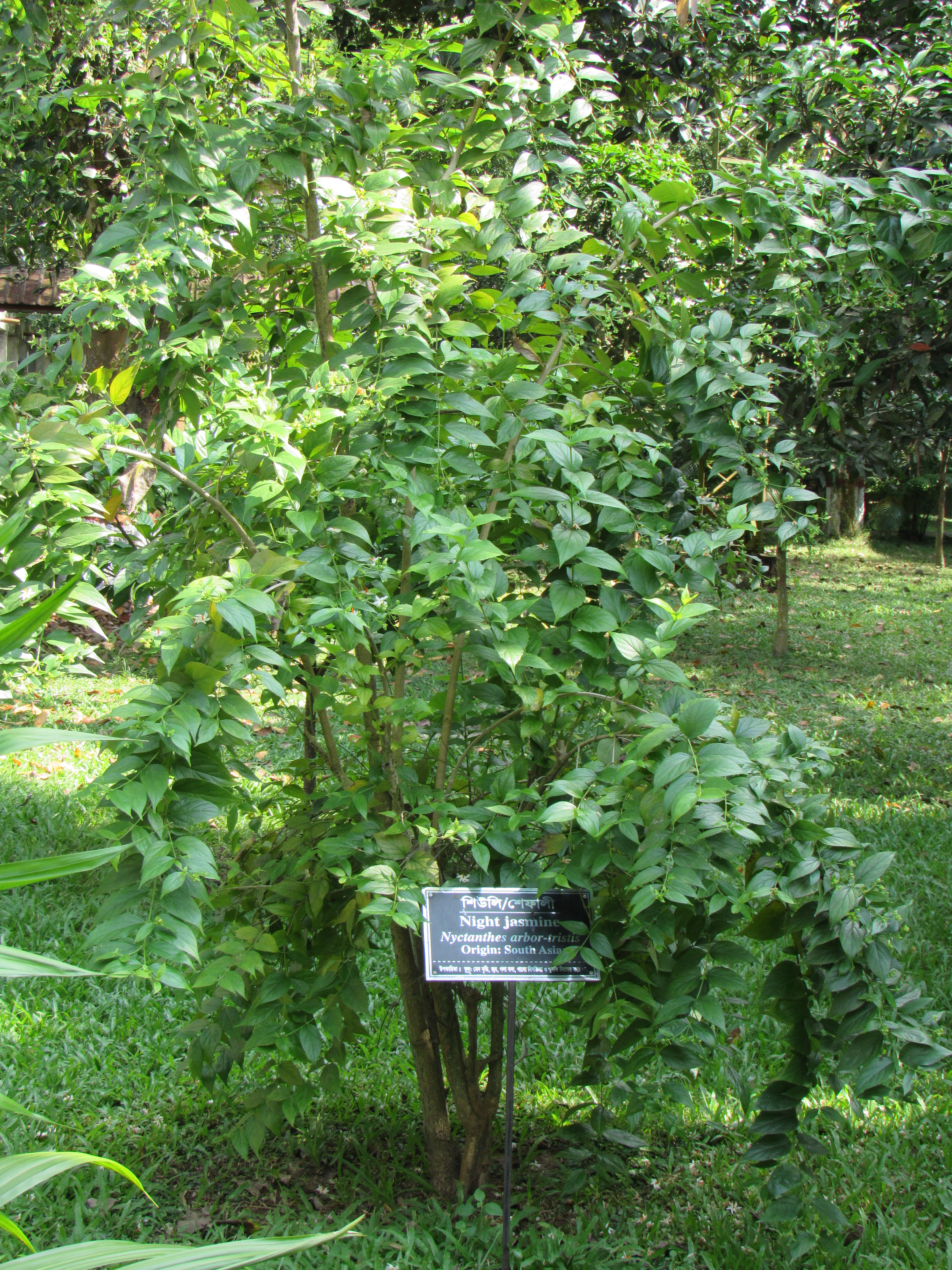 বগুড়ার পল্লী উন্নয়ন একাডেমি (আরডিএ) প্রাঙ্গণে একটি শিউলি গাছ। ছবি: Afifa Afrin / উইকিমিডিয়া কমন্স (CC BY-SA 3.0)
