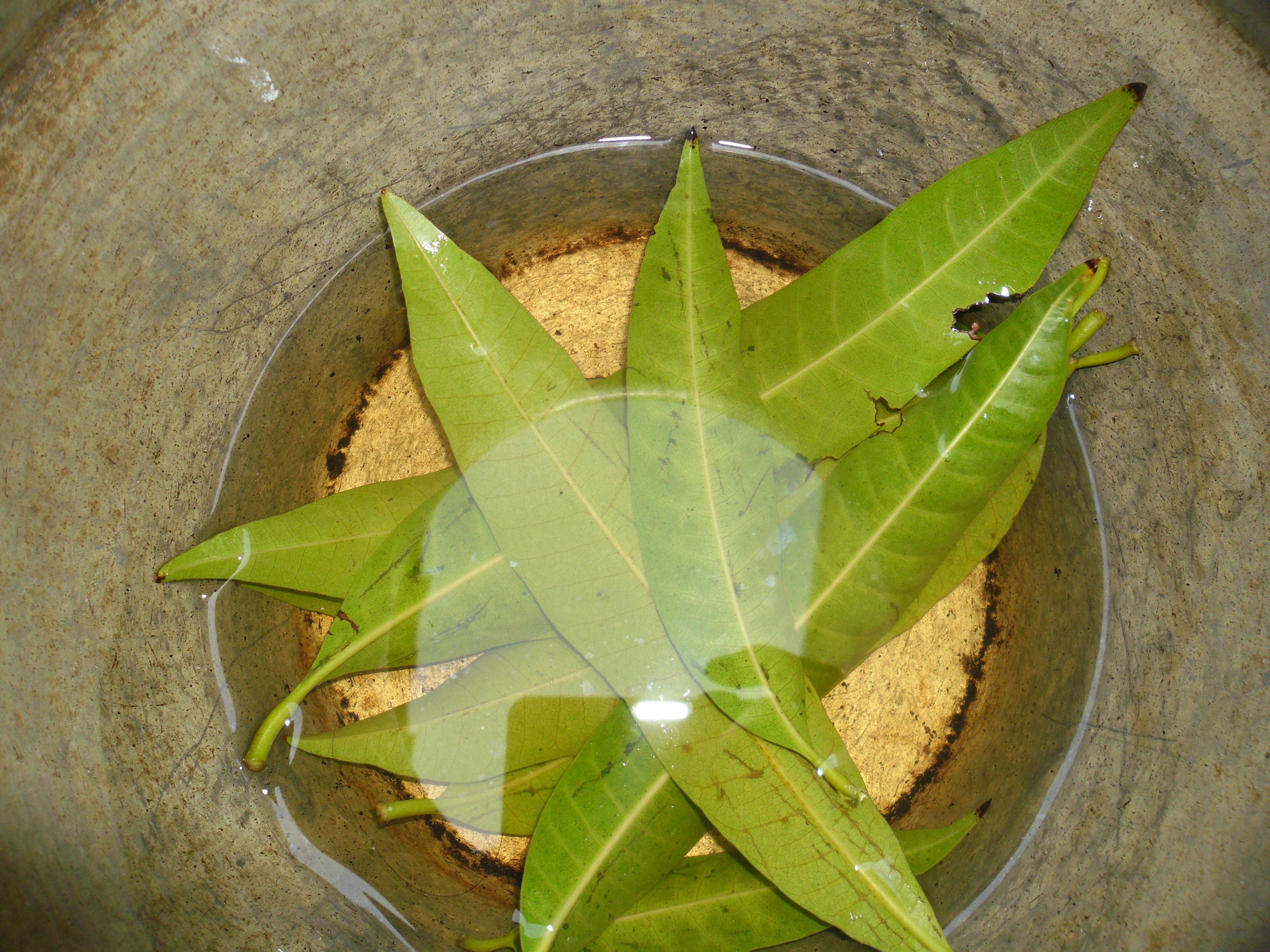 বোতলে রাখা গোমূত্র, ভারত। ছবি: Surya Prakash.S.A. / উইকিমিডিয়া কমন্স (CC BY-SA 3.0)