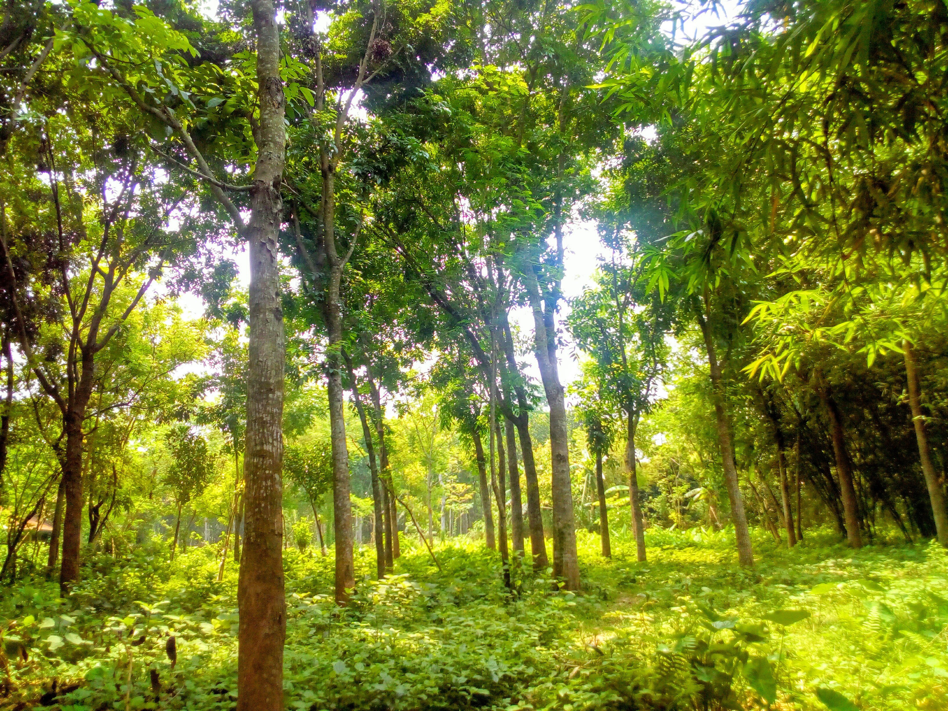 চুয়াডাঙ্গার আলমডাঙ্গা উপজেলার ভাংবাড়িয়া গ্রামের নতুনপাড়ার একটি গ্রামীণ দৃশ্য। ছবি: Ekbal Hossain Shaju / উইকিমিডিয়া কমন্স (CC BY-SA 4.0)