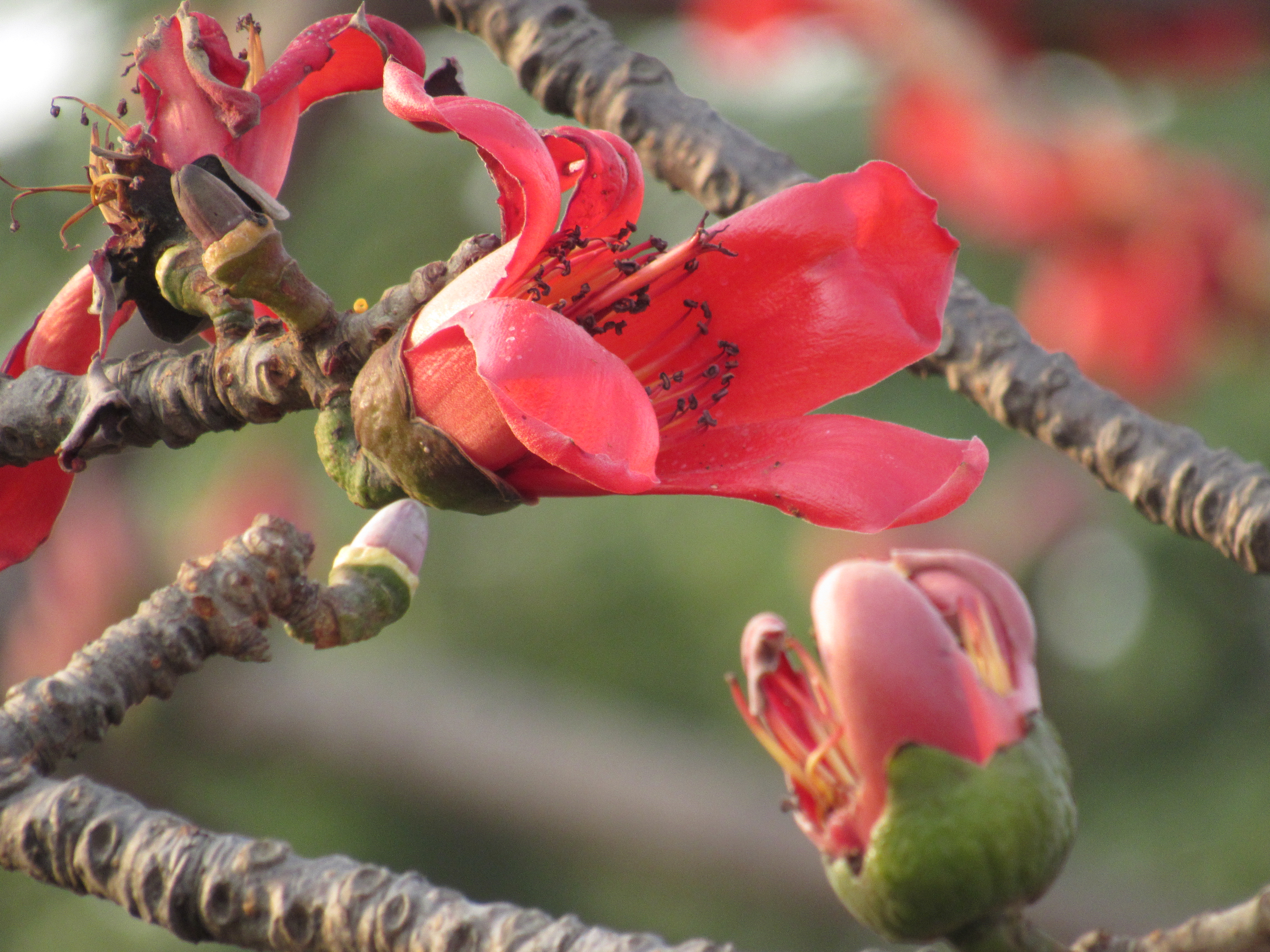 কুমিল্লায় ফোটা একটি শিমুল (Bombax ceiba) ফুল। ছবি: Masum-al-hasan / উইকিমিডিয়া কমন্স (CC BY-SA 3.0)