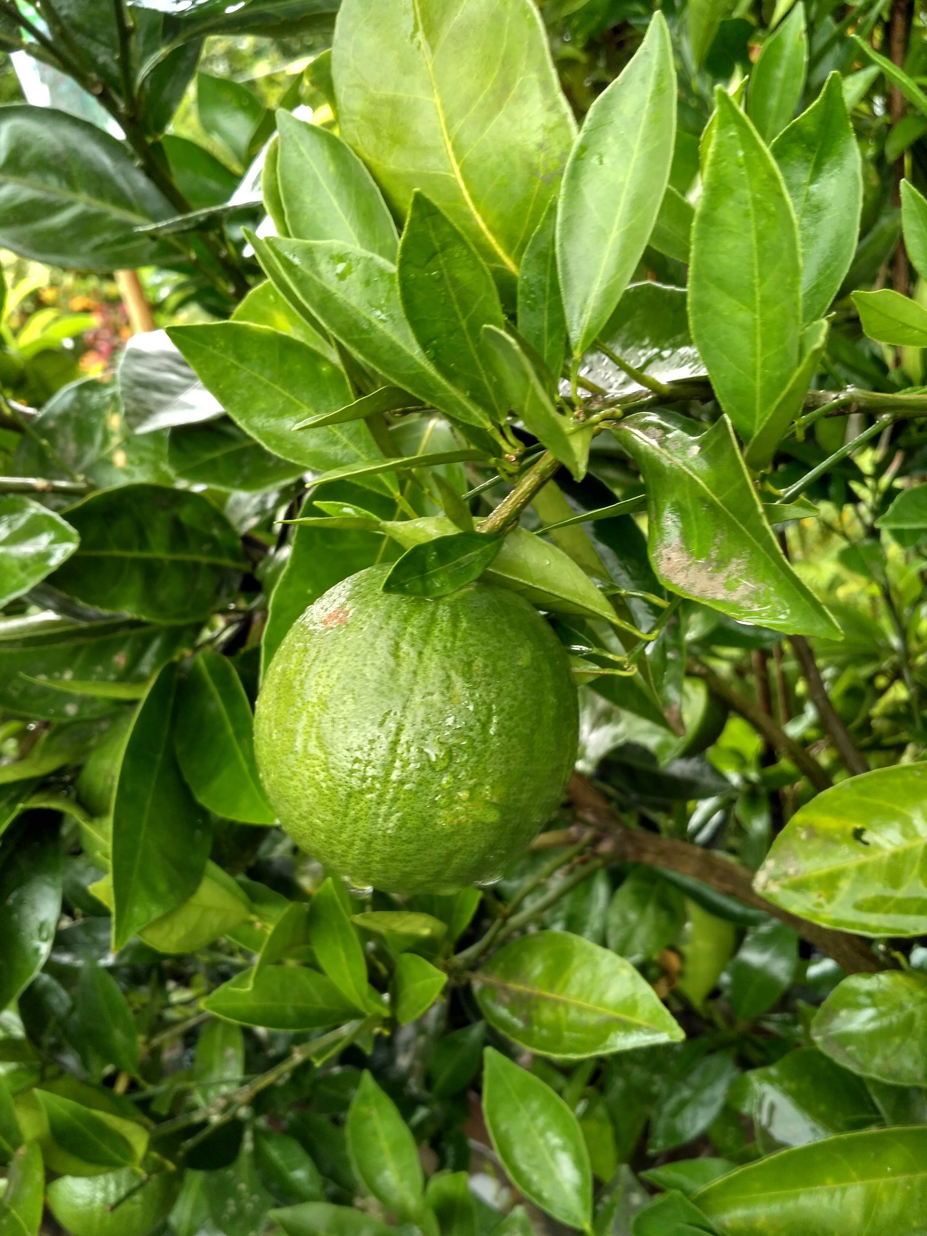 পাতার ফাঁকে সবুজ ম্যান্ডারিন কমলা, ঢাকার শেরেবাংলা নগরে ২০১৮ সালের জাতীয় বৃক্ষমেলায় তোলা। ছবি: Salim Khandoker / উইকিমিডিয়া কমন্স (CC BY-SA 3.0)