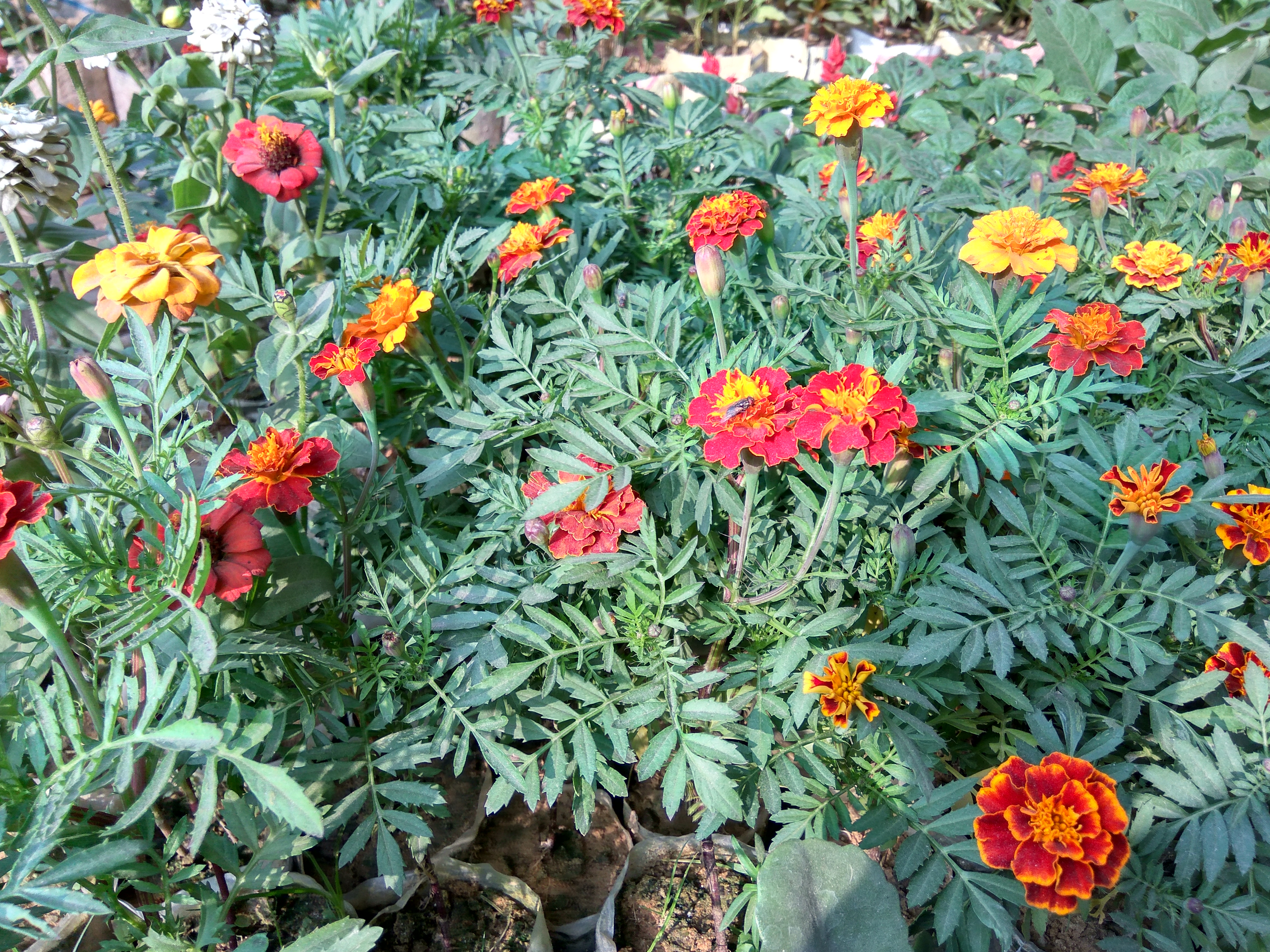 বাংলাদেশে ফোটা গাঁদা ফুল (Tagetes patula)। ছবি: কামরুল ইসলাম শাহীন / উইকিমিডিয়া কমন্স (CC BY-SA 4.0)