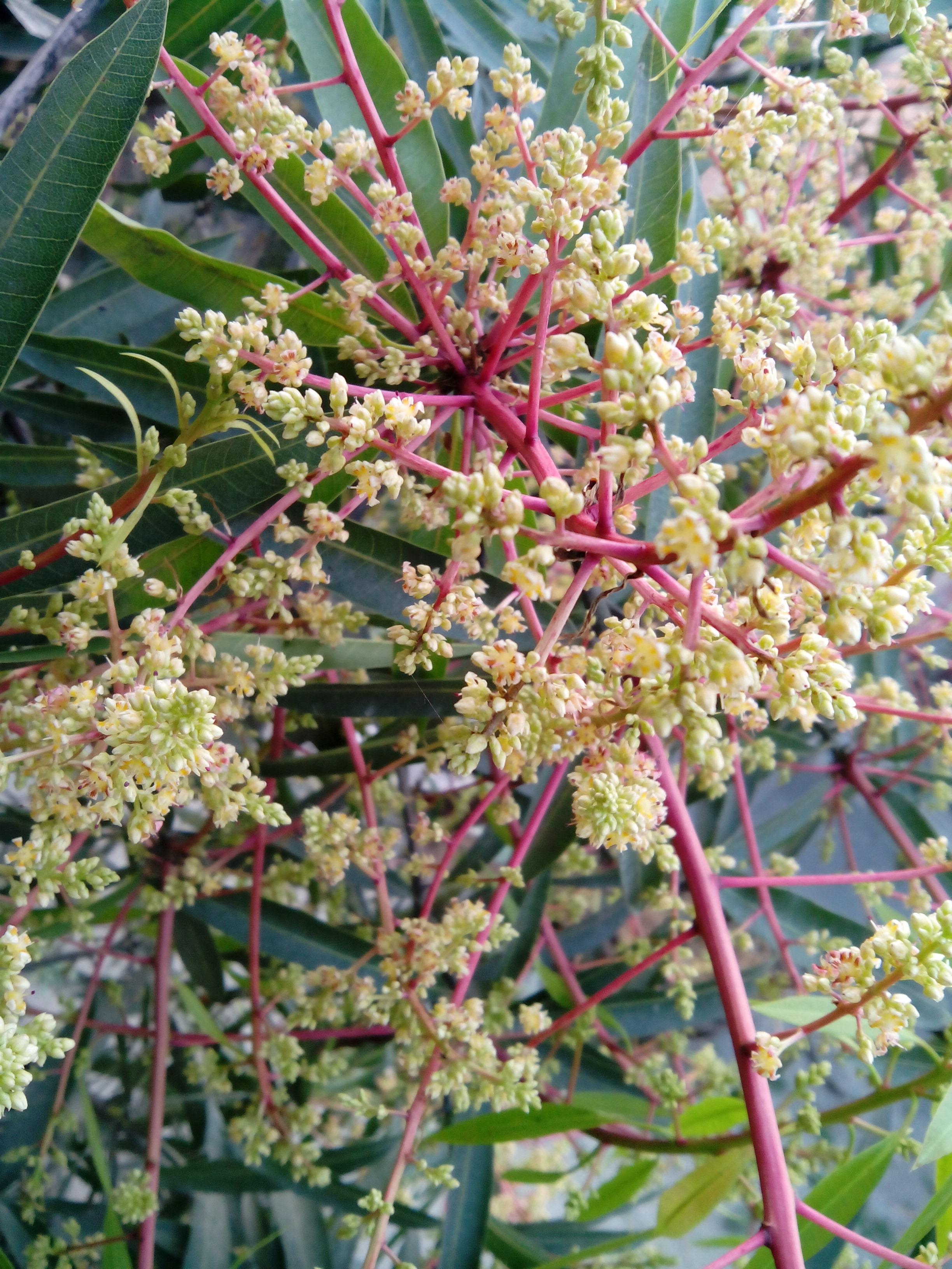 আমগাছে মুকুল। ছবি: Kayser Ahmad / উইকিমিডিয়া কমন্স (CC BY-SA 3.0)