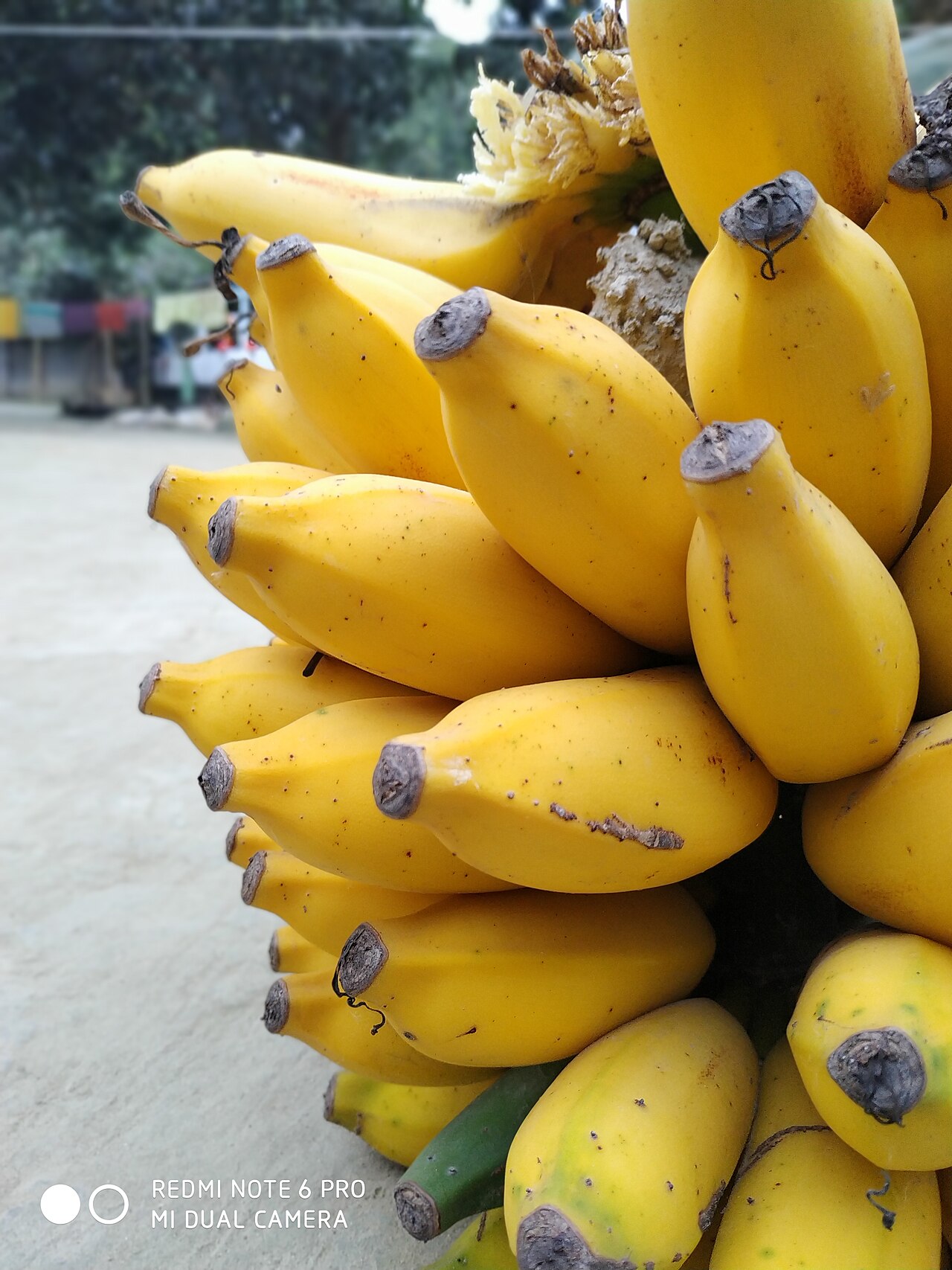 Dawn to 9am: a banana market on the banks of the Karatoya in Bogura