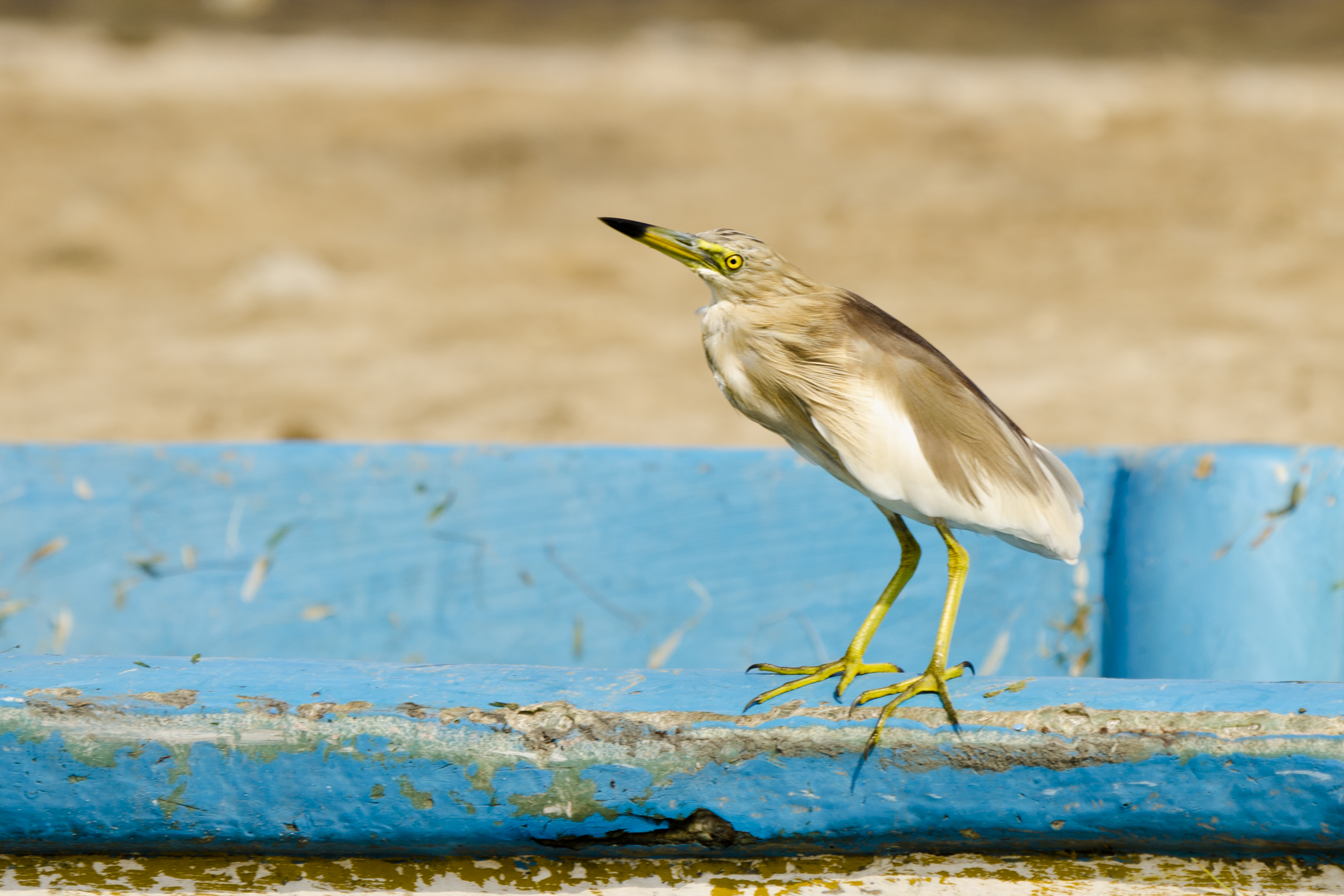 ভারতের পুলিকটে একটি কানিবক (Ardeola grayii)। ছবি: Srikaanth Sekar / উইকিমিডিয়া কমন্স (CC BY-SA 2.0)