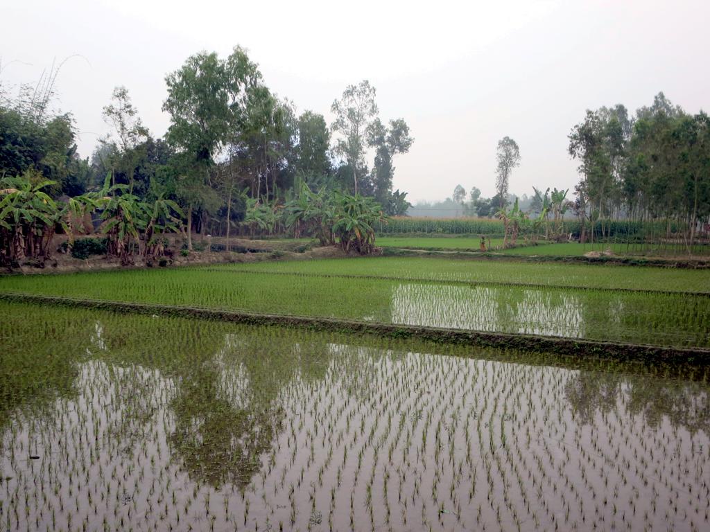 বগুড়ার দক্ষিণে হাটিকুমরুলে সদ্য রোপণ করা ধানখেত। নিচু জমিতে পানি বেশি সময় থাকে, ধানের জন্য তা ভালো, কিন্তু পরের ফসল পিছিয়ে যায়। ছবি: ডেভিড স্ট্যানলি / উইকিমিডিয়া কমন্স (CC BY 2.0)