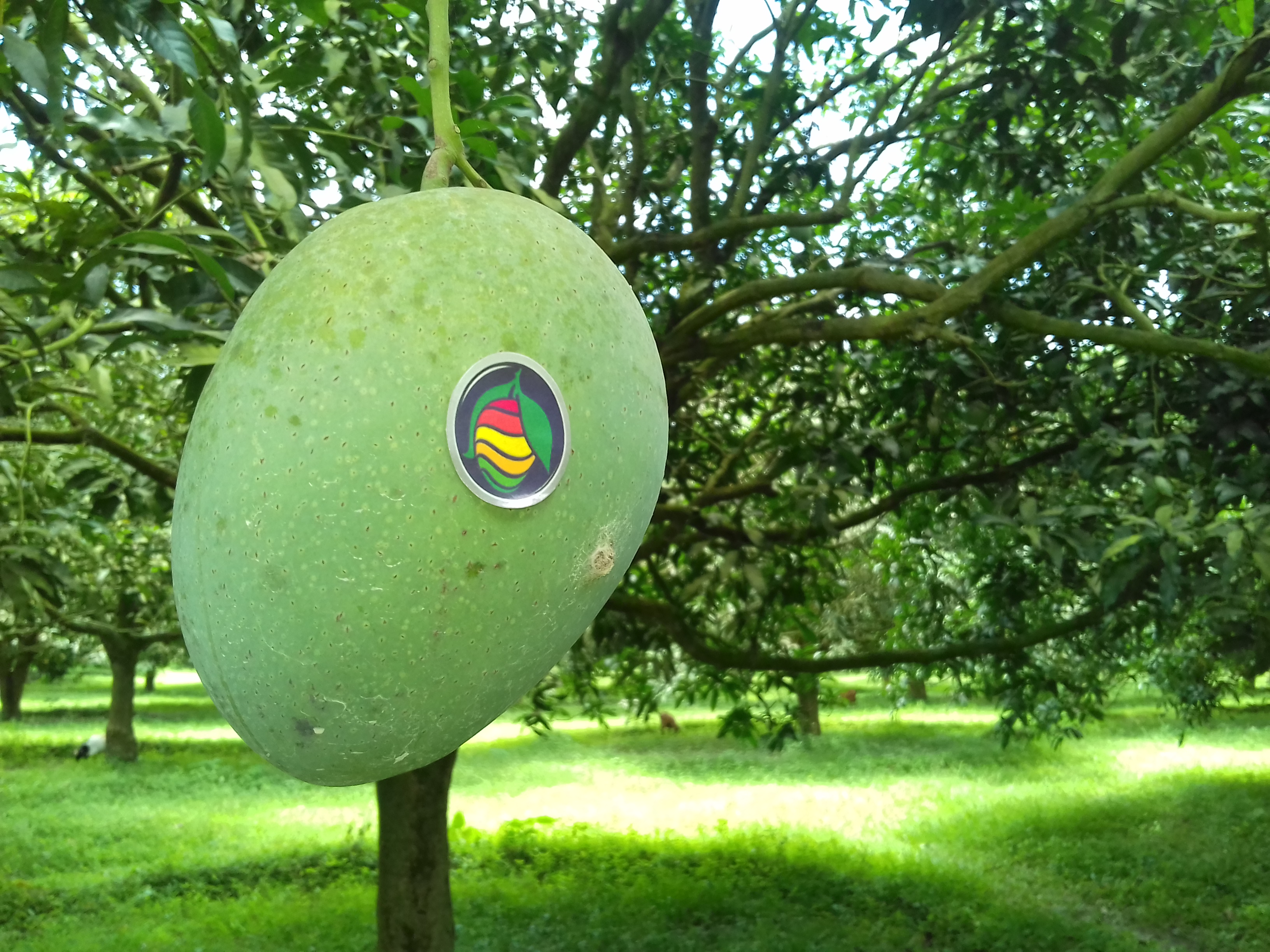 রাজশাহীর আশ্বিনা আম। ছবি: Fozli.com / উইকিমিডিয়া কমন্স (CC BY-SA 4.0)