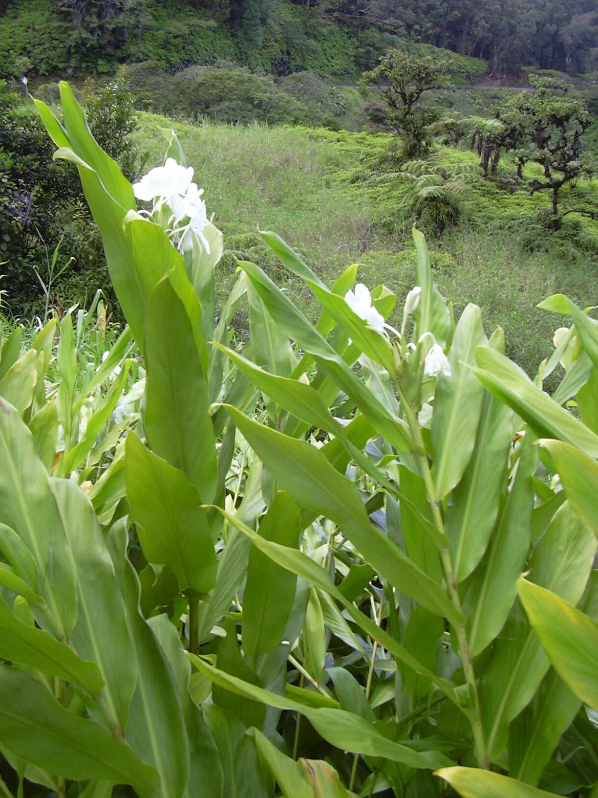 দোলনচাঁপার (Hedychium coronarium) সাদা ফুল। ছবি: Forest & Kim Starr / উইকিমিডিয়া কমন্স (CC BY 3.0)