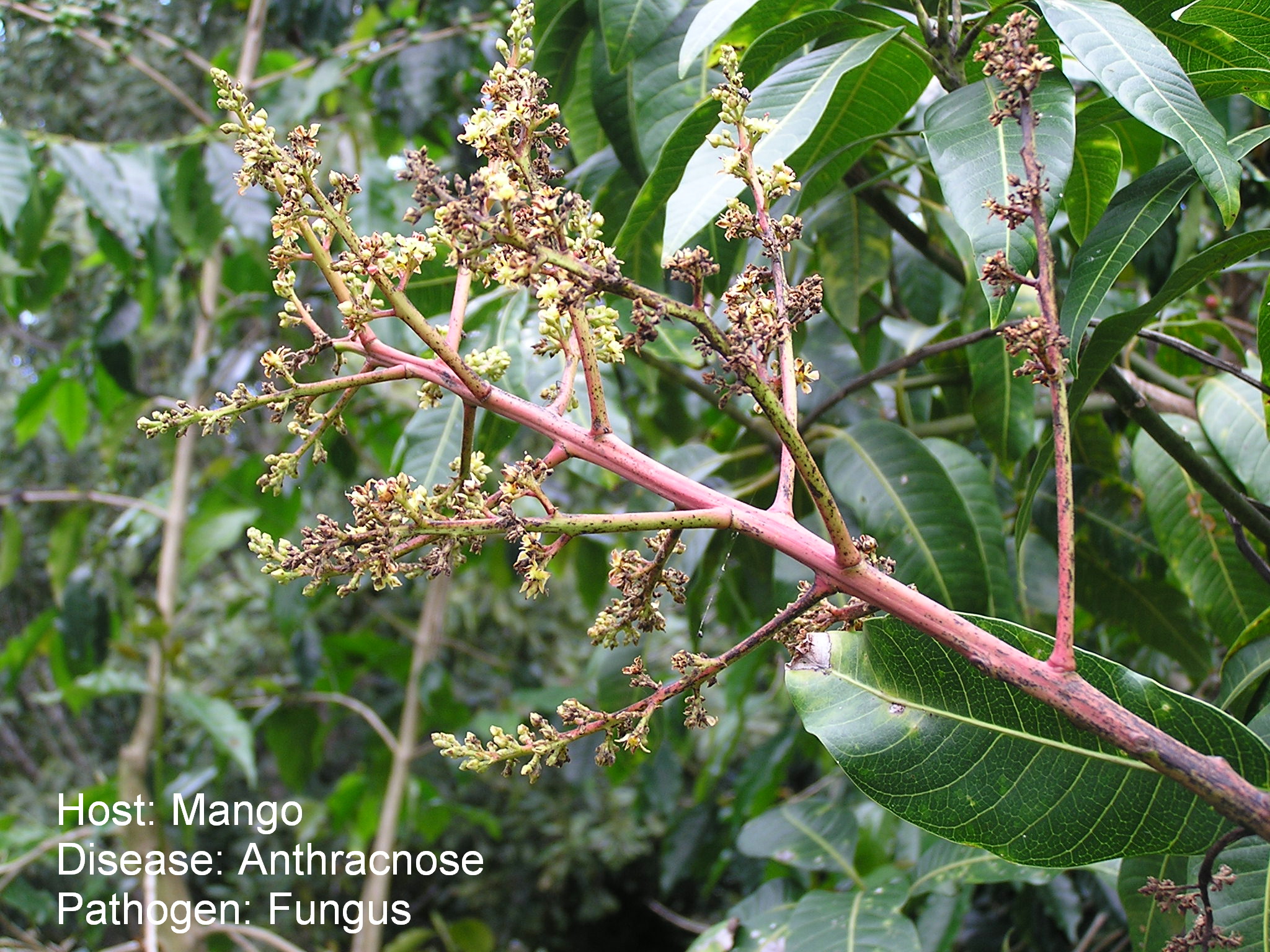 অ্যানথ্রাকনোজে আক্রান্ত আম; রোগটি Colletotrichum gloeosporioides ছত্রাকের কারণে হয়। ছবি: Scot Nelson / উইকিমিডিয়া কমন্স (CC0)