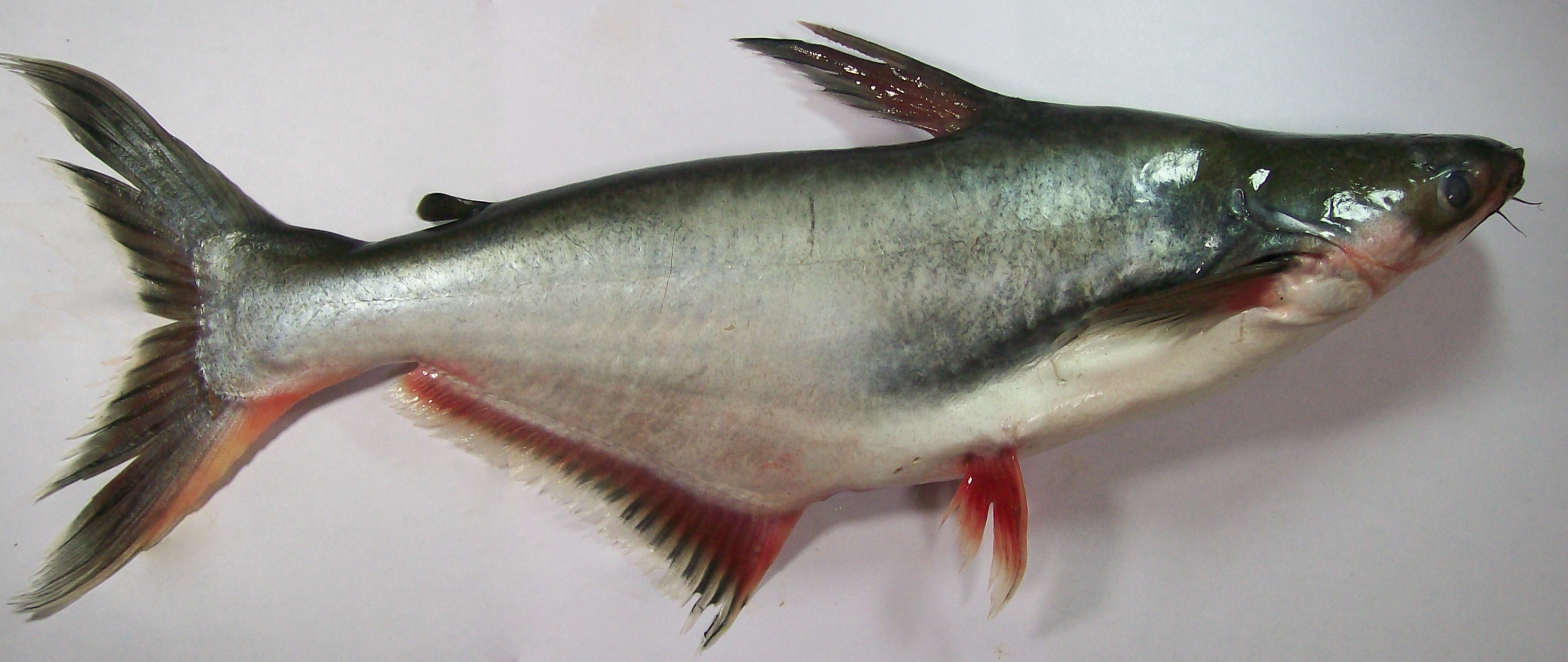 পাঙাশ মাছ (Pangasianodon hypophthalmus), প্রায় ৪০ সেন্টিমিটার লম্বা একটি মাছ। ছবি: Staticd / উইকিমিডিয়া কমন্স (CC BY-SA 3.0)
