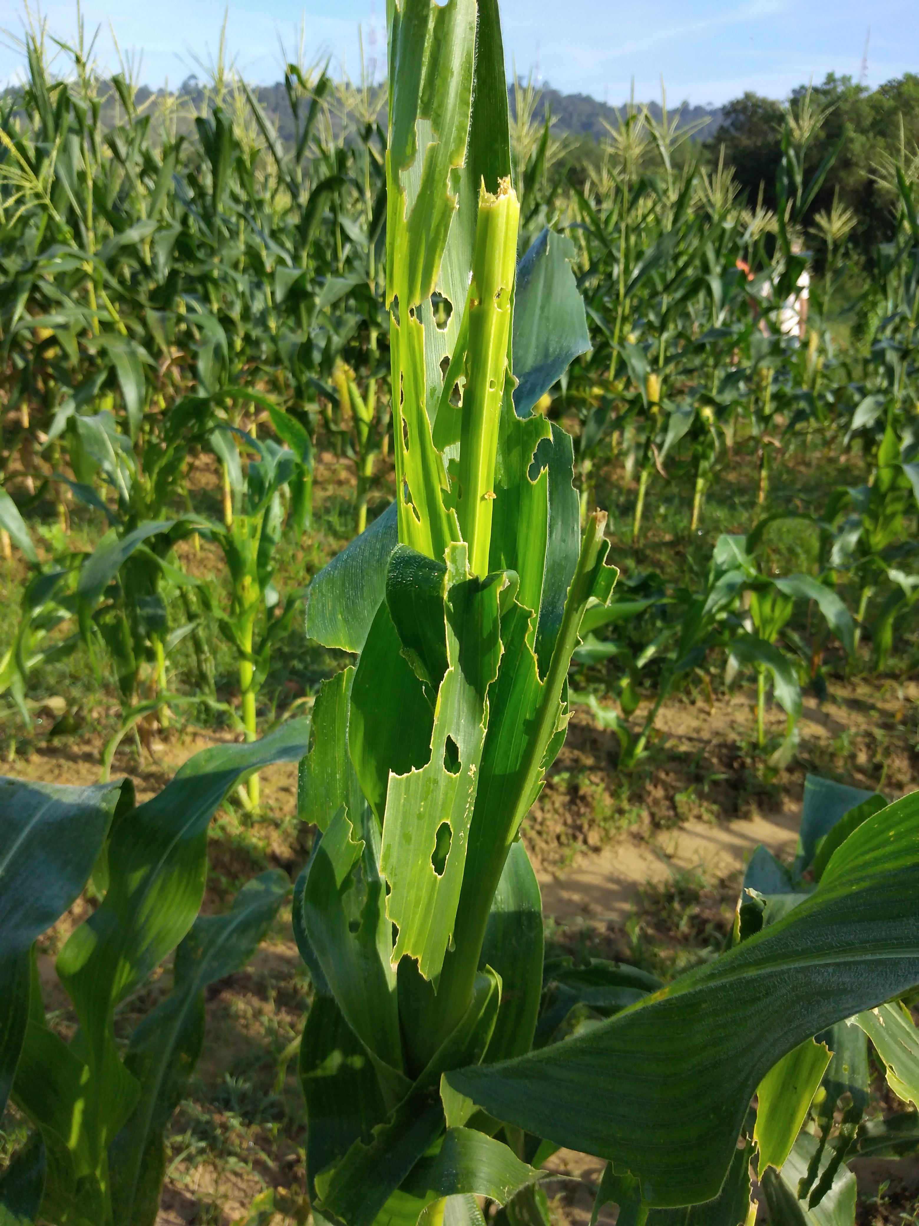ফল আর্মিওয়ার্মের (স্পোডোপটেরা ফ্রুগিপারডা) লার্ভায় ক্ষতিগ্রস্ত ভুট্টাগাছ। ছবি: Wee Hong / উইকিমিডিয়া কমন্স (CC BY-SA 4.0)