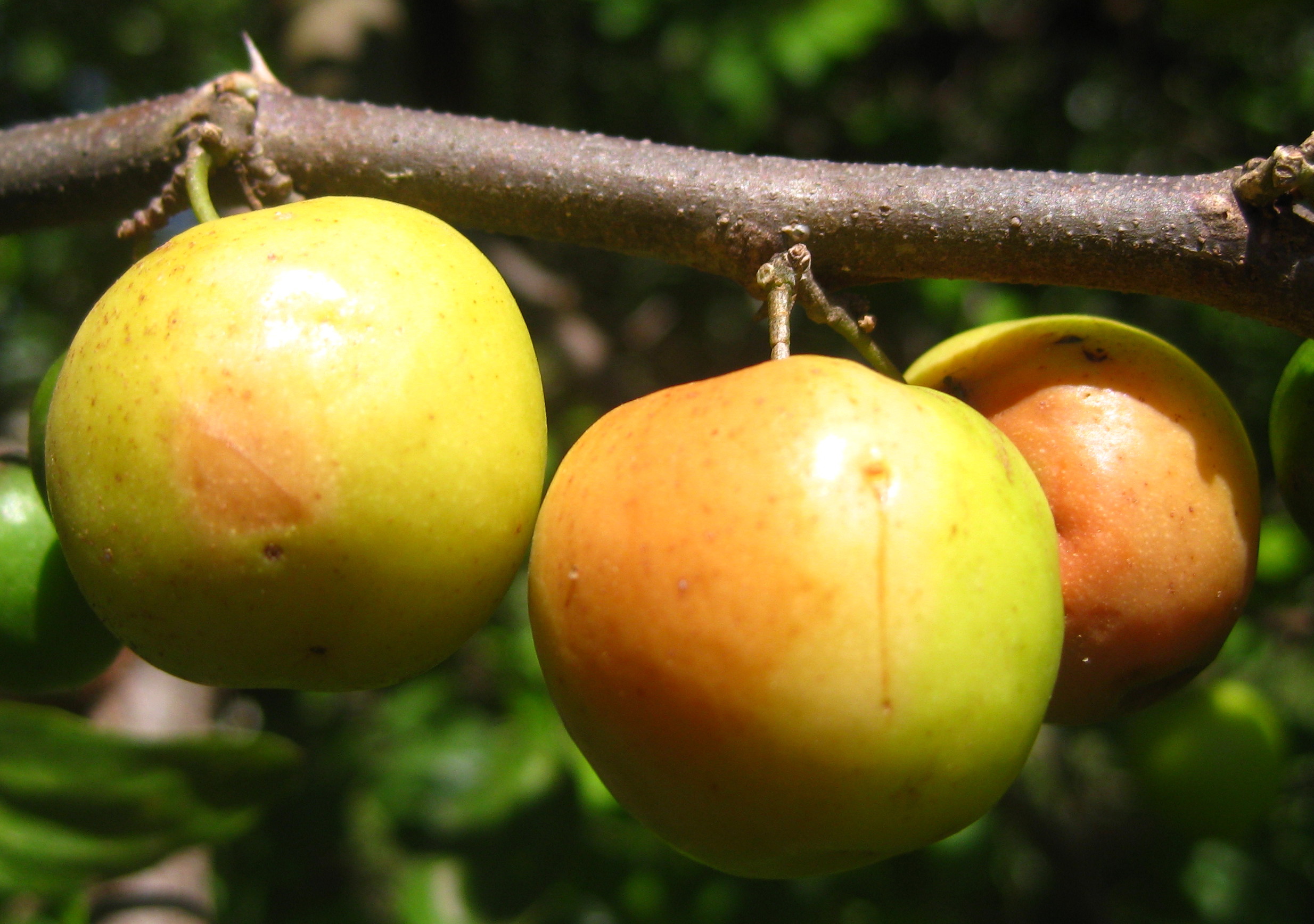 কুল বা বরই (Ziziphus mauritiana), যা ফেব্রুয়ারি-মার্চে সংগ্রহ করা হয় (প্রতীকী ছবি)। ছবি: Ton Rulkens / উইকিমিডিয়া কমন্স (সিসি বাই-এসএ ২.০)