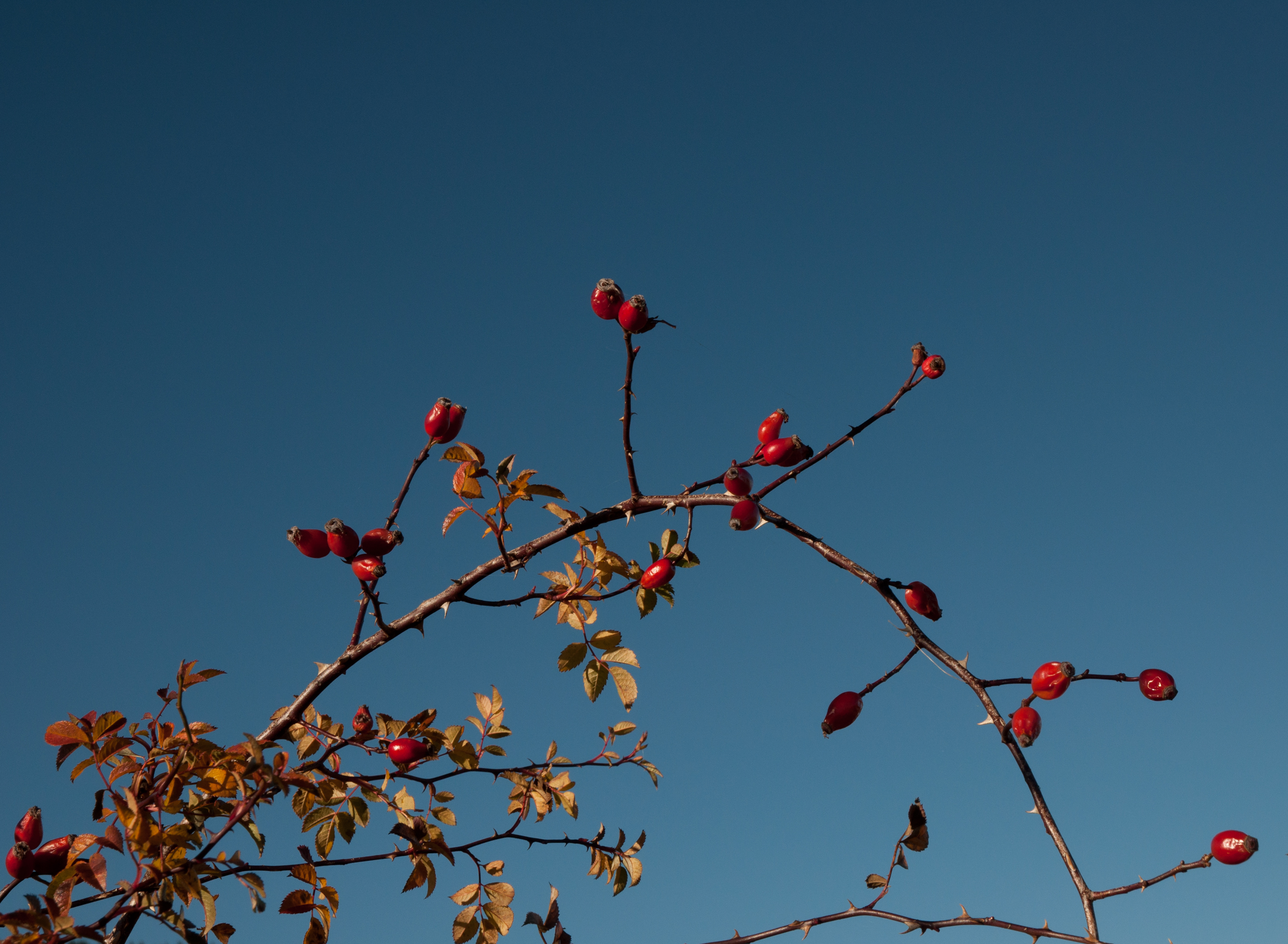 ডগ রোজের (Rosa canina) ডালে গোলাপের ফল বা রোজ হিপ। ছবি: MrPanyGoff / উইকিমিডিয়া কমন্স (CC BY-SA 3.0)