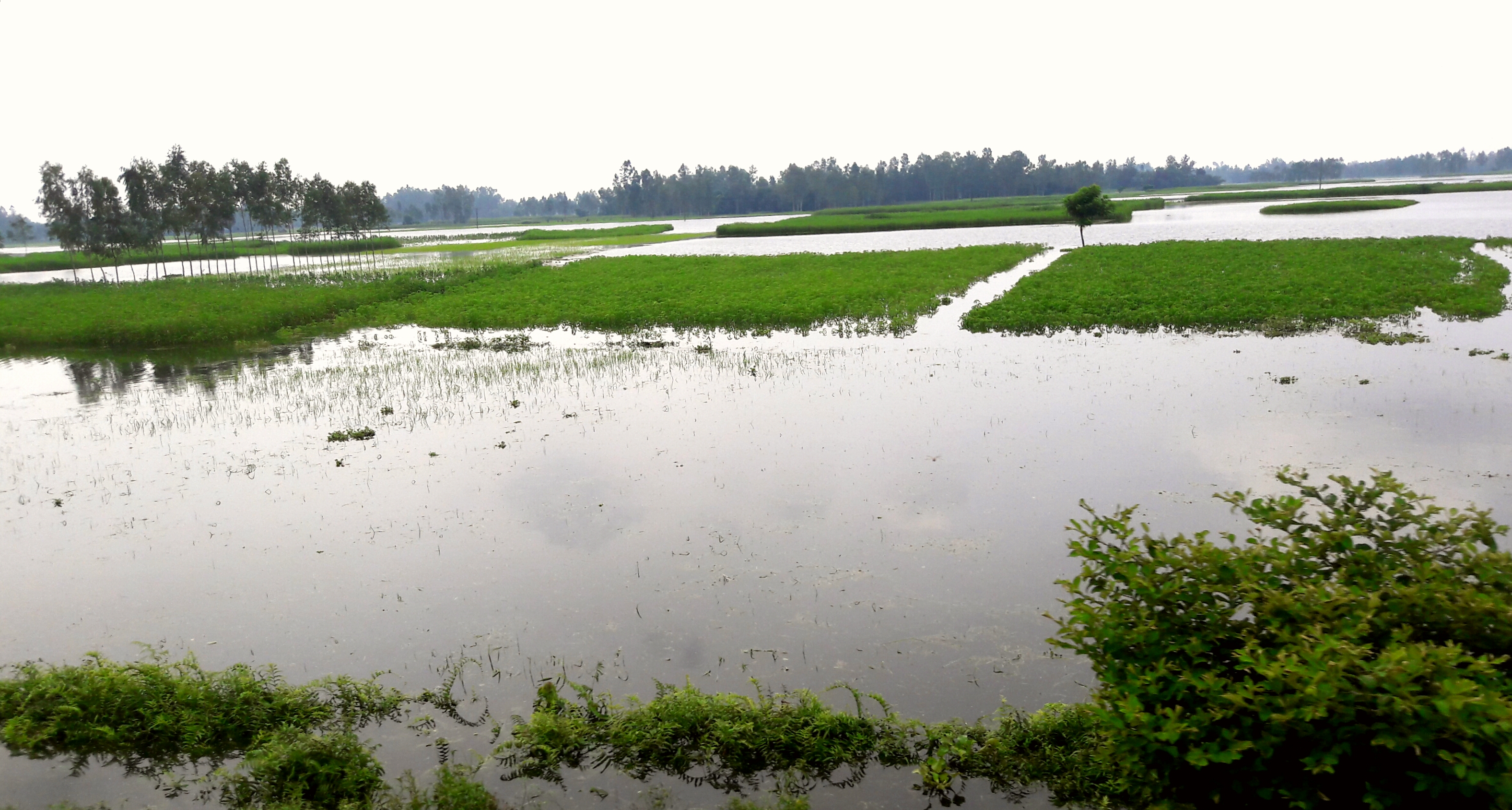 ২০১৬ সালে বাংলাদেশে বন্যার দৃশ্য। ছবি: Nahid.rajbd / উইকিমিডিয়া কমন্স (CC BY-SA 3.0)