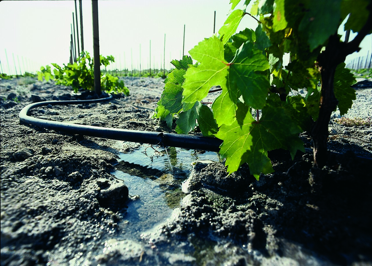 Drip irrigation: water delivered drop by drop at the root. Photo: Photo by Lynn Betts, USDA Natural Resources Conservation Service. / Wikimedia Commons (Public domain)