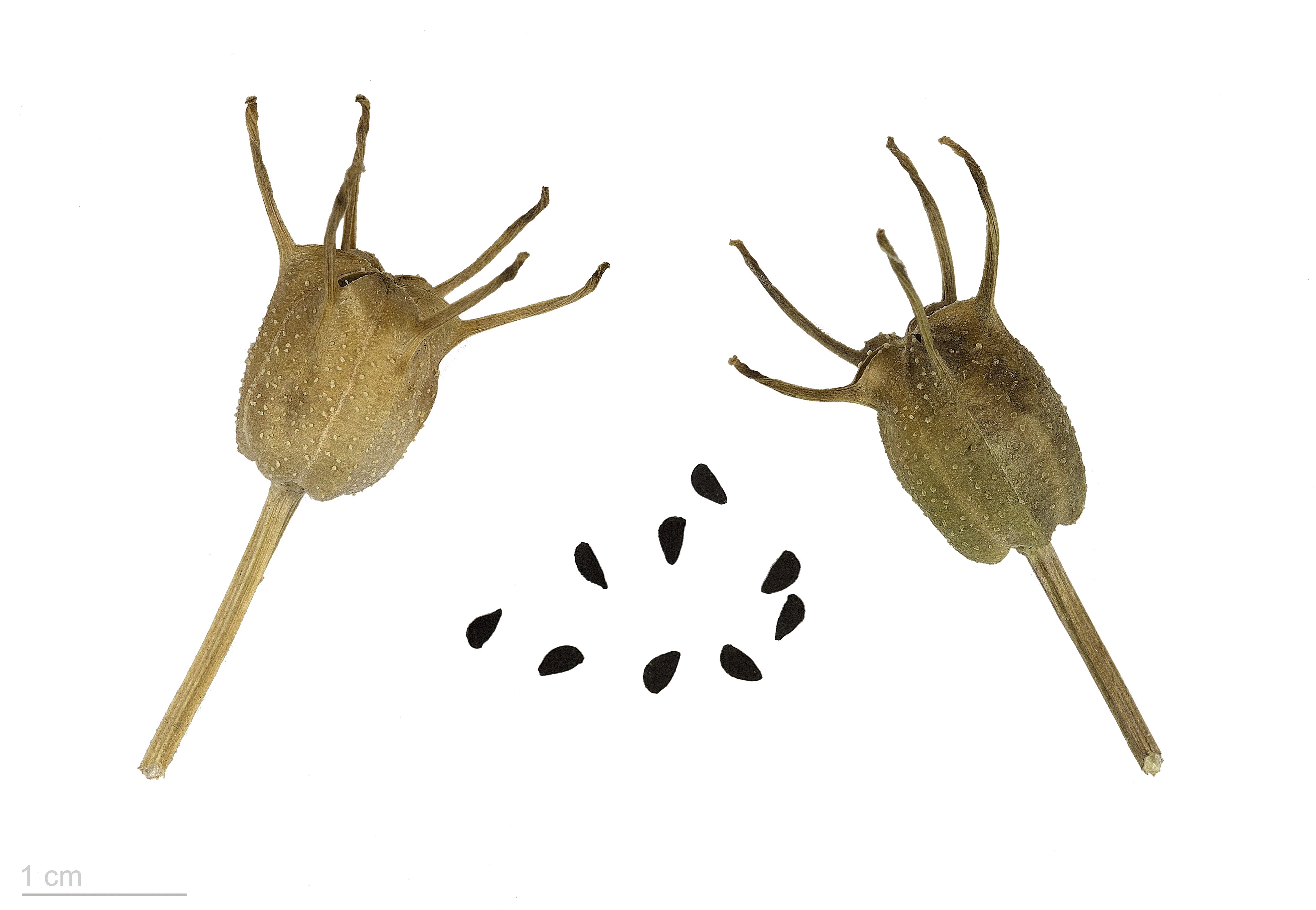 কালোজিরার দানা (Nigella sativa), বড়ির পেস্টে যা মেশানো হয়। ছবি: রজার কুলোস / উইকিমিডিয়া কমন্স (সিসি বাই-এসএ ৩.০)
