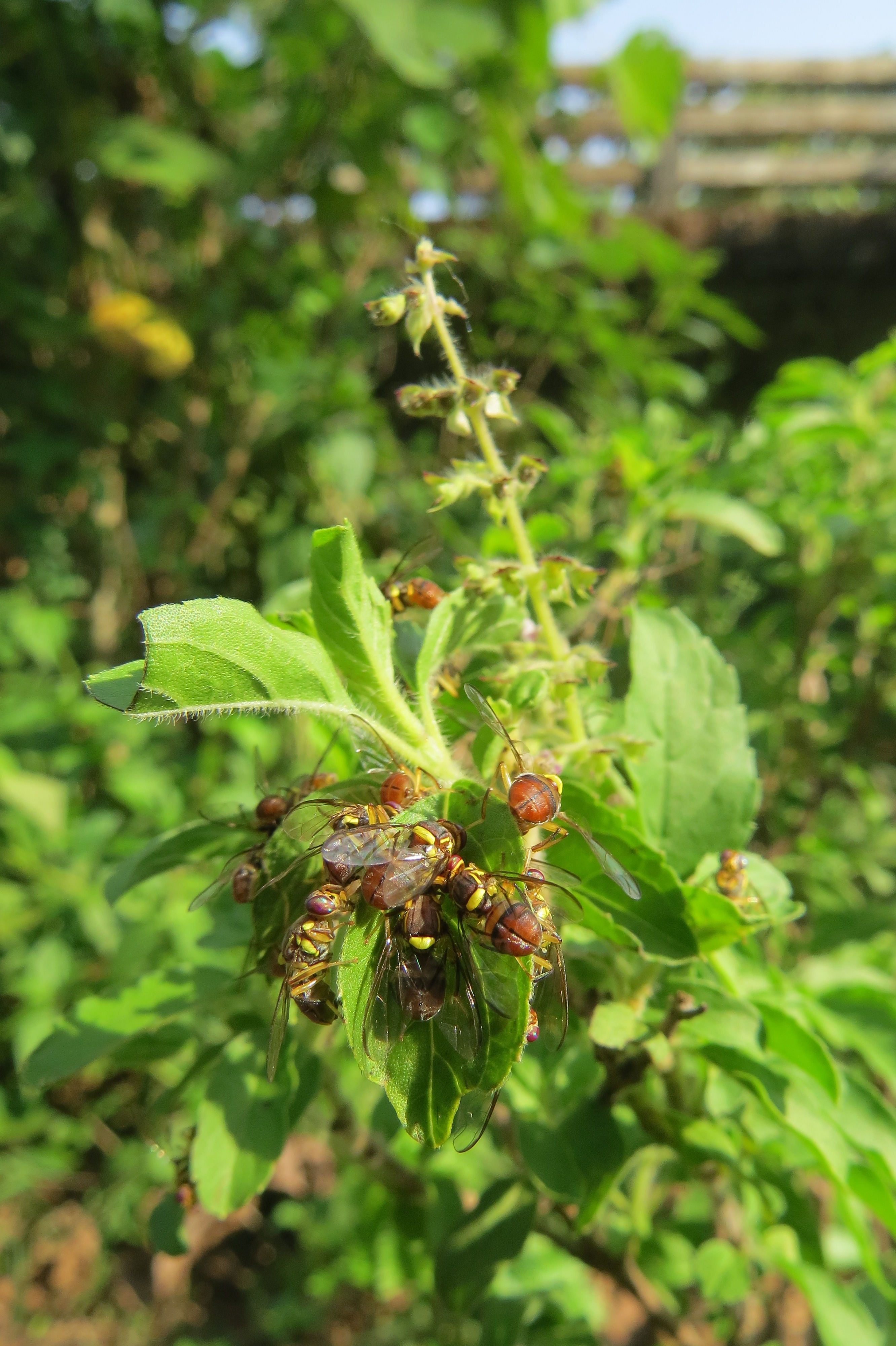 প্রাচ্যের ফলের মাছি (Bactrocera dorsalis), আমের বাষ্প-তাপ শোধন যে ধরনের বালাই মারার জন্য করা হয়; ২০১৪ সালের ছবি। ছবি: Vinayaraj / উইকিমিডিয়া কমন্স (CC BY-SA 4.0)