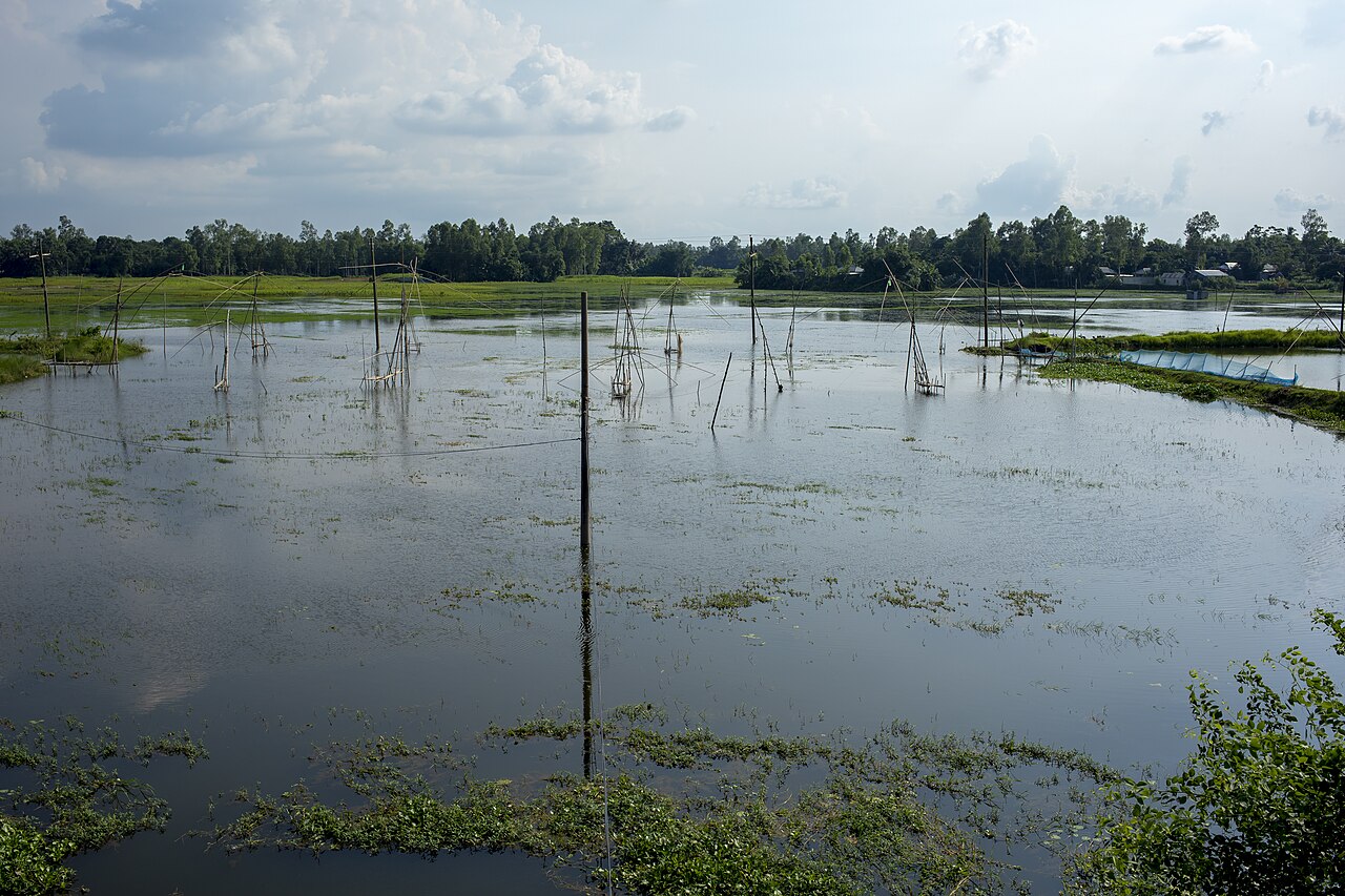চলনবিলের পানিতে মাছ ধরার খুঁটি আর কচুরিপানা। বর্ষায় বিলের এই অংশ খোলা জলাভূমি। ছবি: জুবায়ের বিন ইকবাল / উইকিমিডিয়া কমন্স (CC BY-SA 4.0)