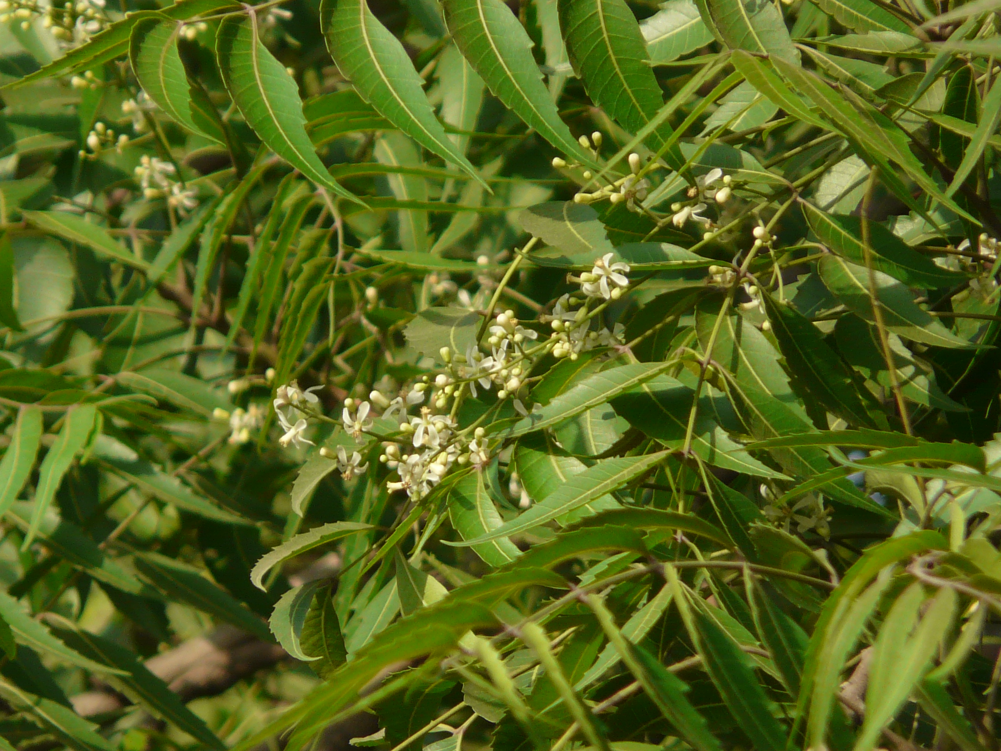 নিমগাছ (Azadirachta indica)। ছবি: Dinesh Valke / উইকিমিডিয়া কমন্স (CC BY-SA 2.0)