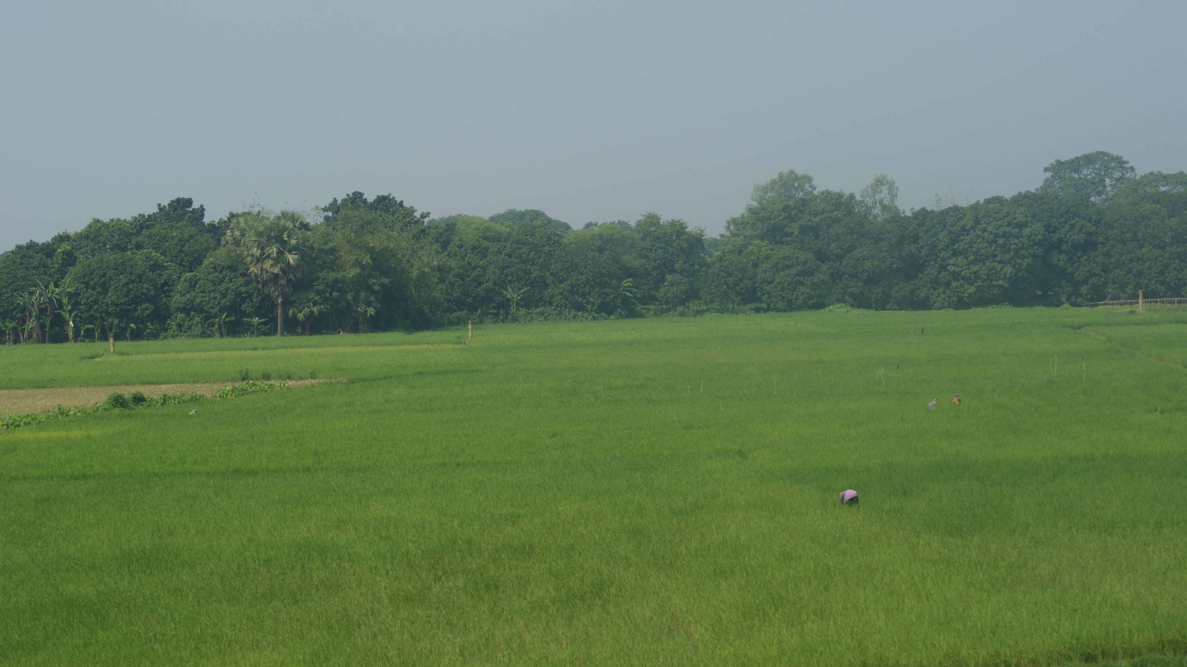 সবুজ ধানক্ষেত, রাজশাহী। ছবি: Nazmulhuqrussell / উইকিমিডিয়া কমন্স (CC BY-SA 4.0)