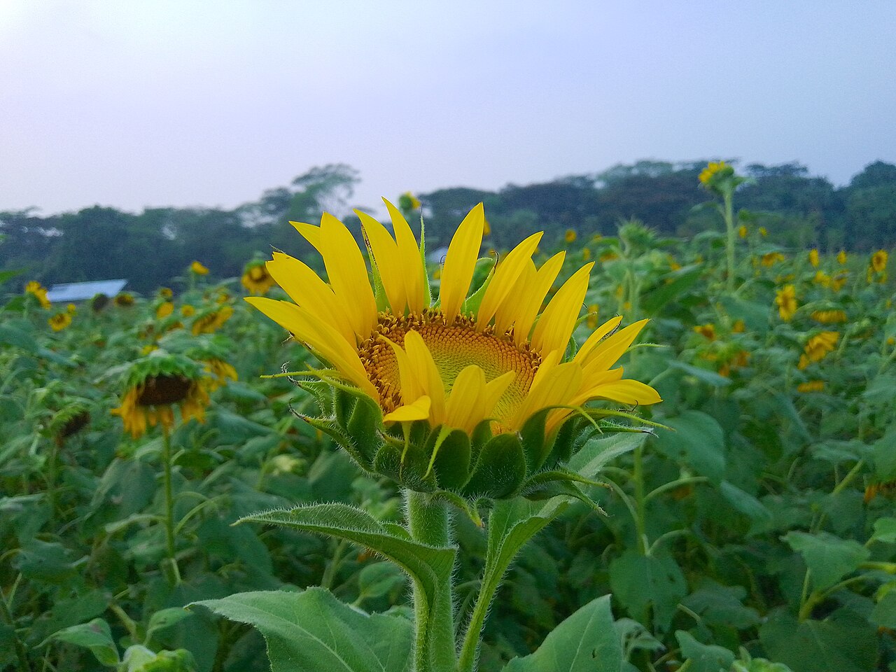 সুর্যমুখী